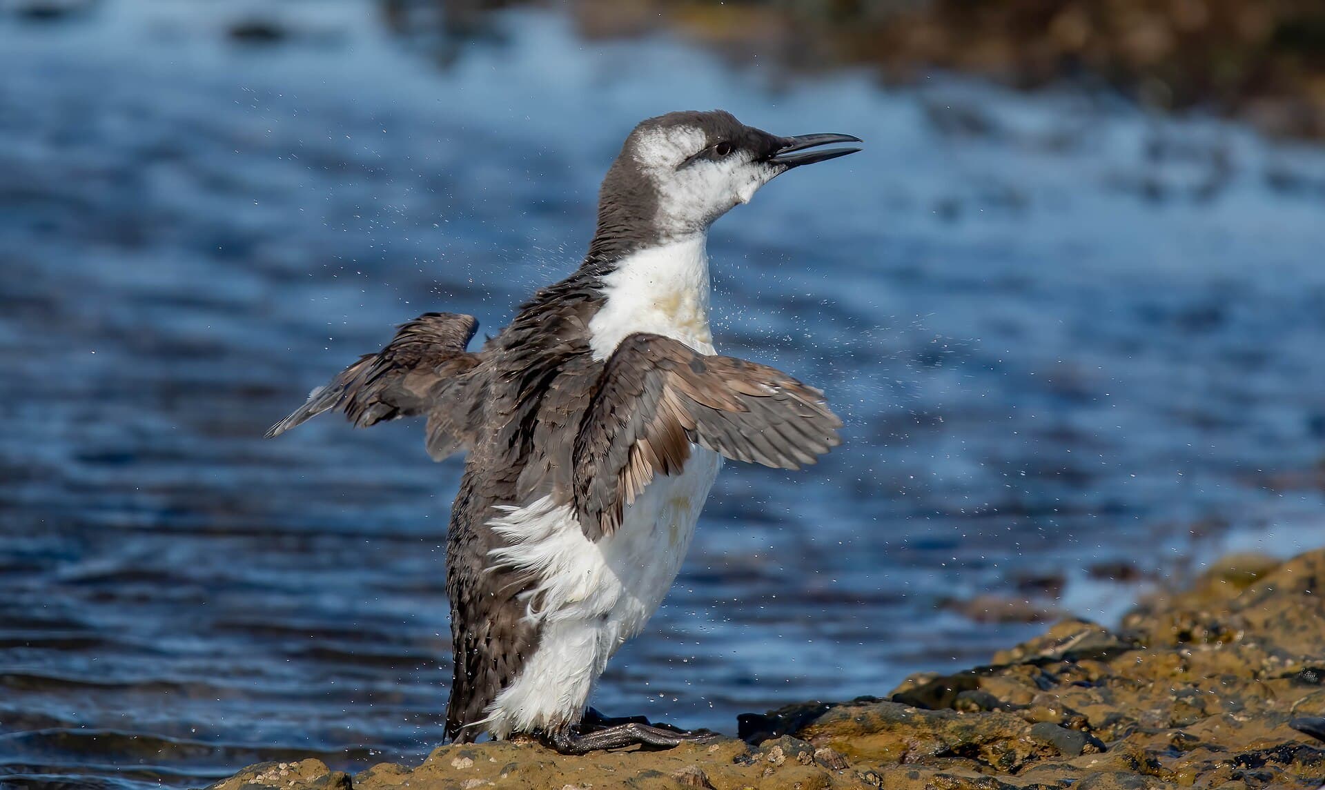 Zeekoet (Uria aalge) - Guillemot ( Uria aalge ) ... Filey Brig , Yorkshire (53222479978)