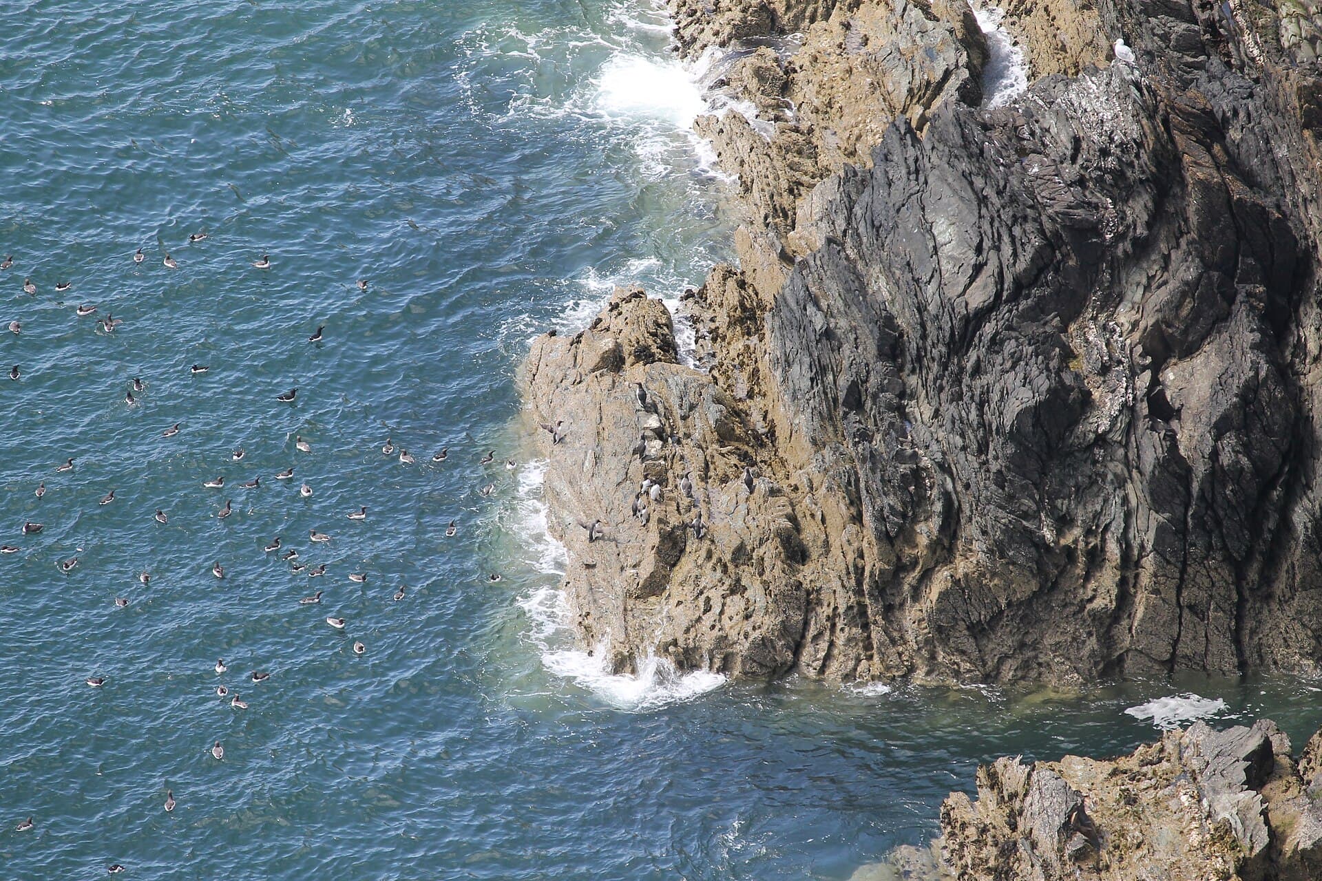 Zeekoet (Uria aalge) - Guillemots and Razorbills on the cliffs of Ynys Lawd (South Stack), Ynys Mon, Wales May 2021 08