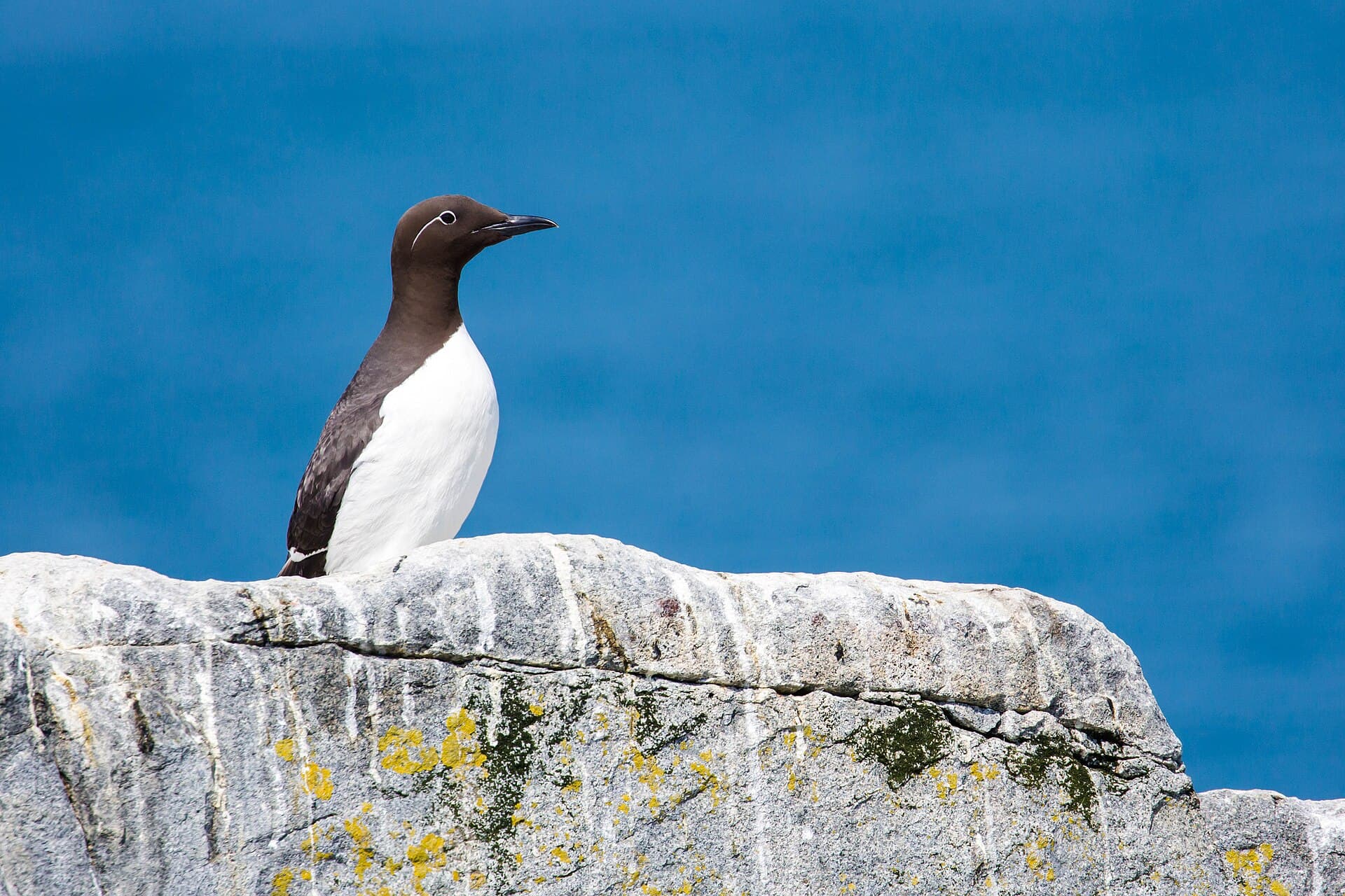 Zeekoet (Uria aalge) - Common murre (27971292831)