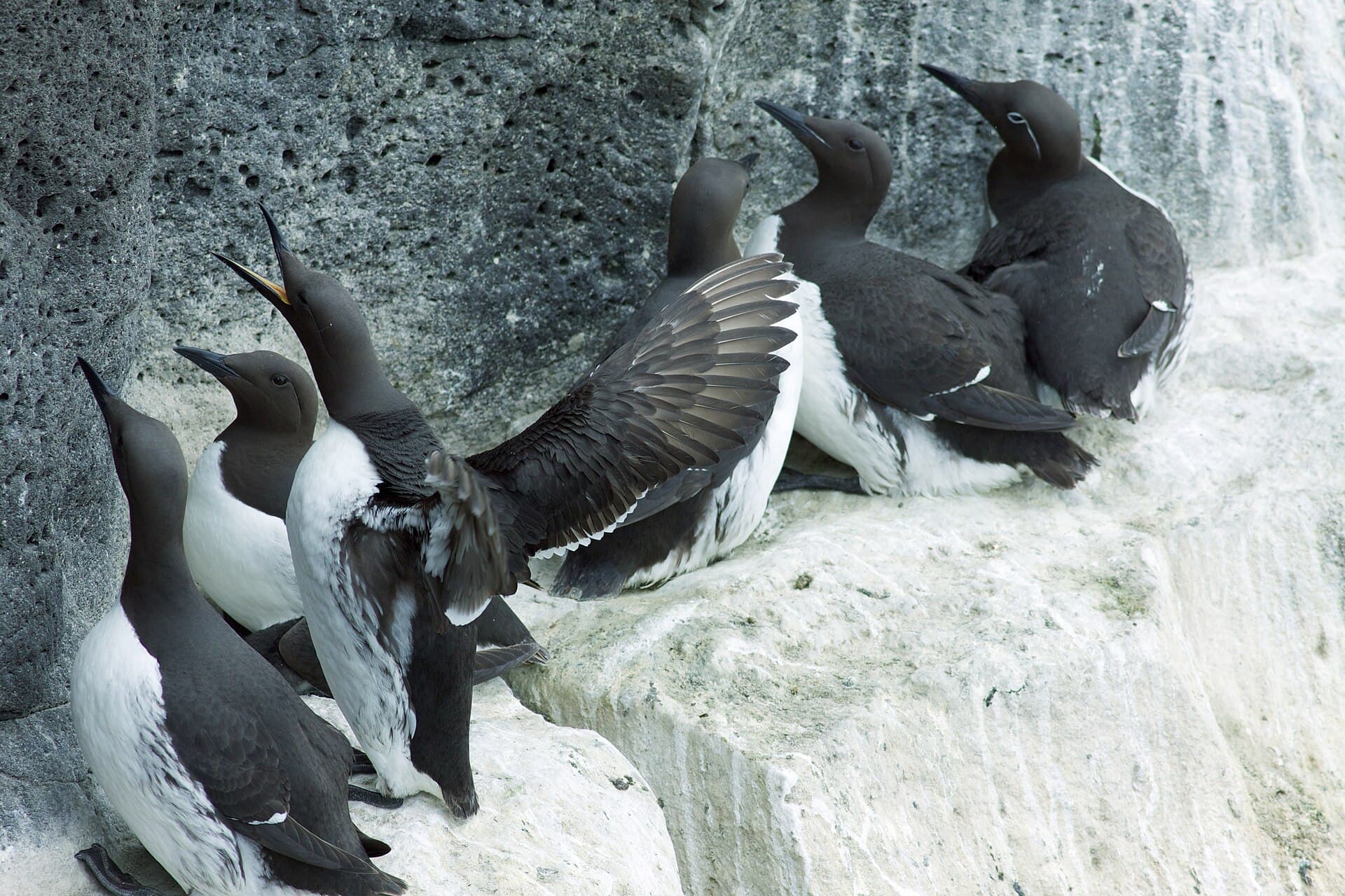 Zeekoet (Uria aalge) - Common Guillemots Reykjanes Iceland