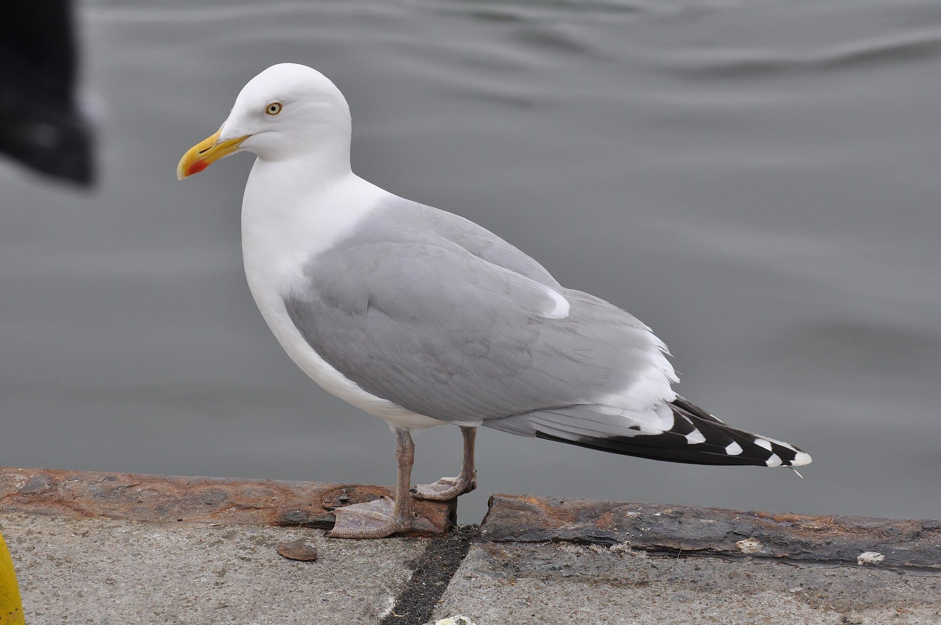 Zilvermeeuw (Larus argentatus) - Larus argentatus 1