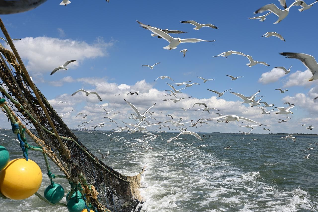 Zilvermeeuw (Larus argentatus) - Vol de goélands derrière un bateau de pêche (Ifremer 00617-72938 - 28857)