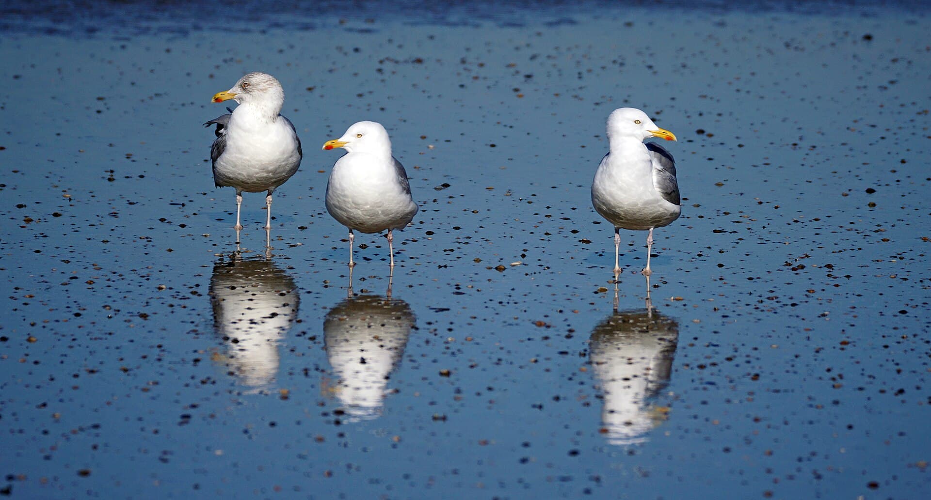 Zilvermeeuw (Larus argentatus) - Silbermöwe beim Spiegeln auf Norderney 2 , Niederächsisches Wattenmeer
