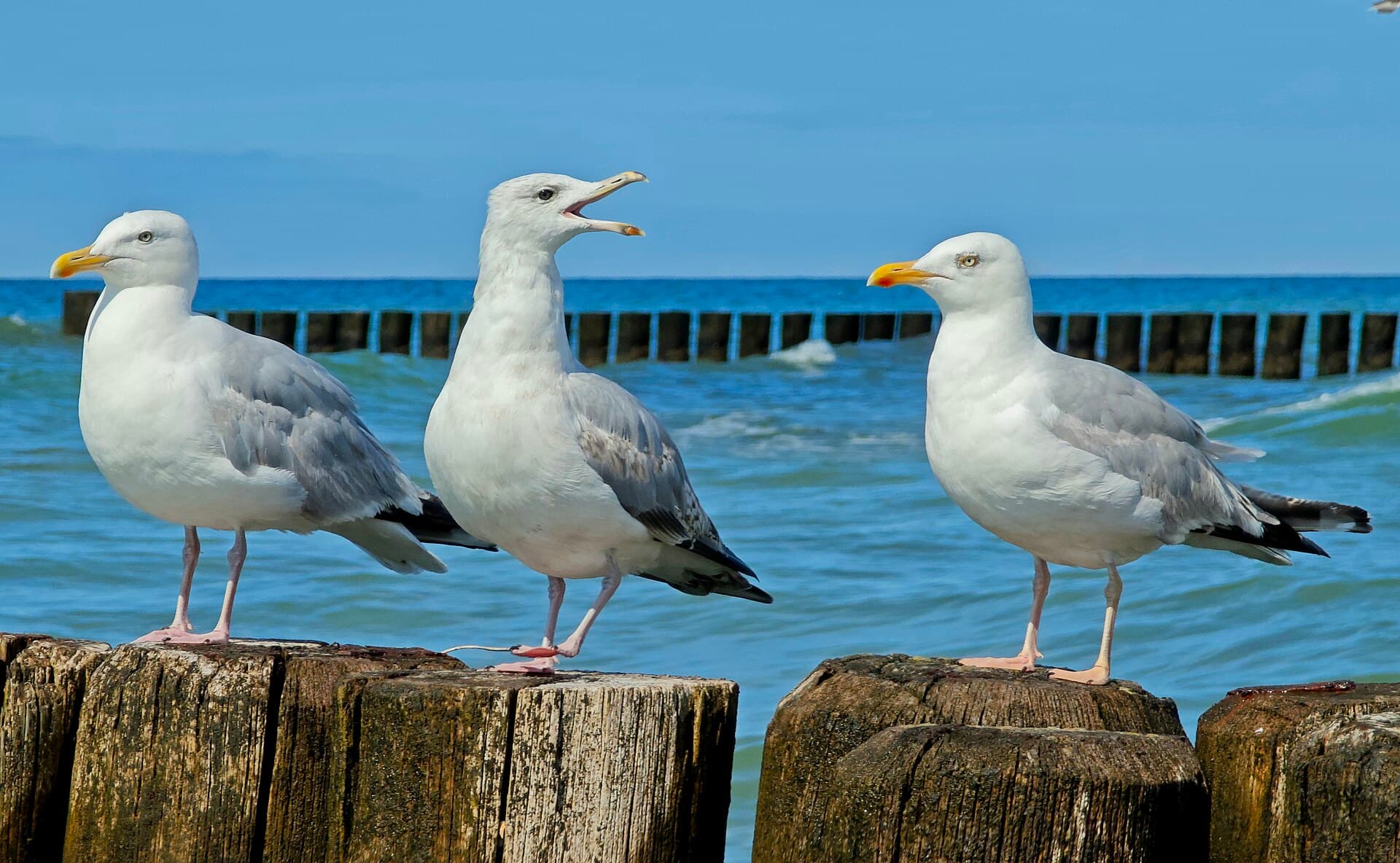 Zilvermeeuw (Larus argentatus) - Silbermöwen 2