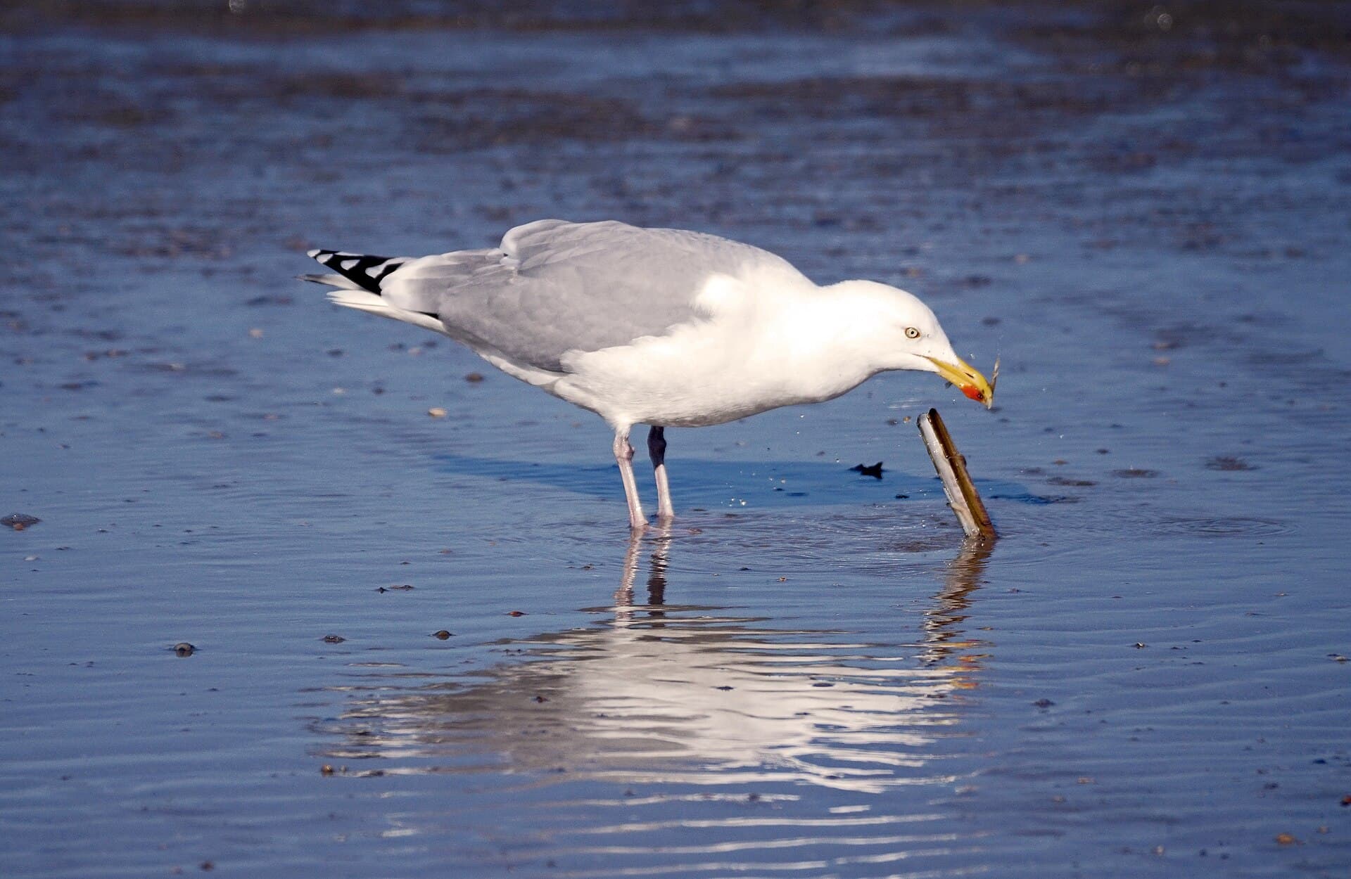 Zilvermeeuw (Larus argentatus) - Silbermöwe bei der Nahrungssuche auf Norderney 2 , Niederächsisches Wattenmeer