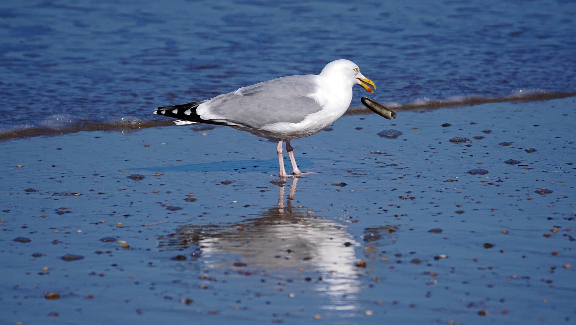 Zilvermeeuw (Larus argentatus) - Silbermöwe bei der Nahrungssuche auf Norderney 1 , Niederächsisches Wattenmeer