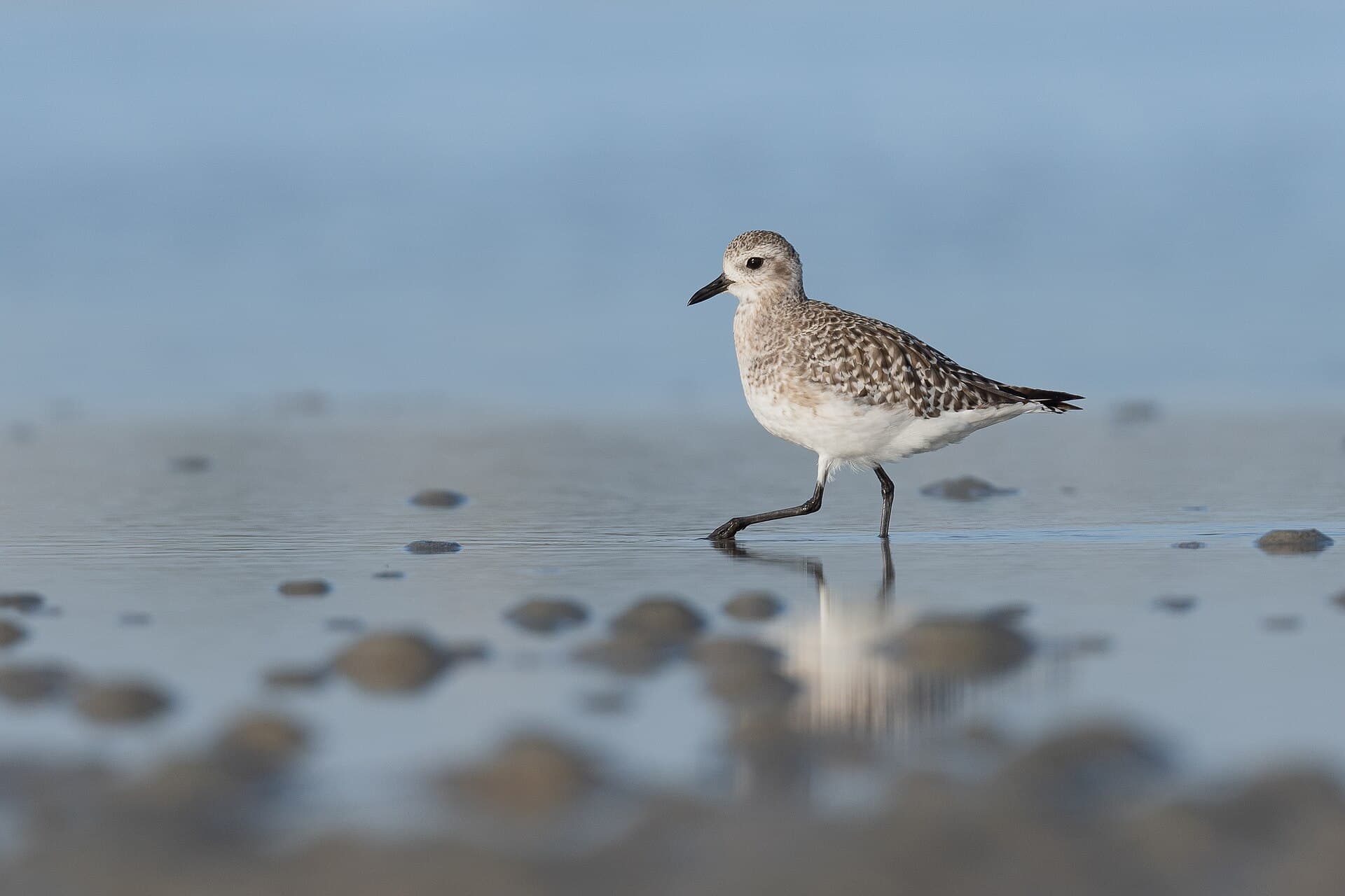 Zilverplevier (Pluvialis squatarola) - Pluvier argenté Djerba014