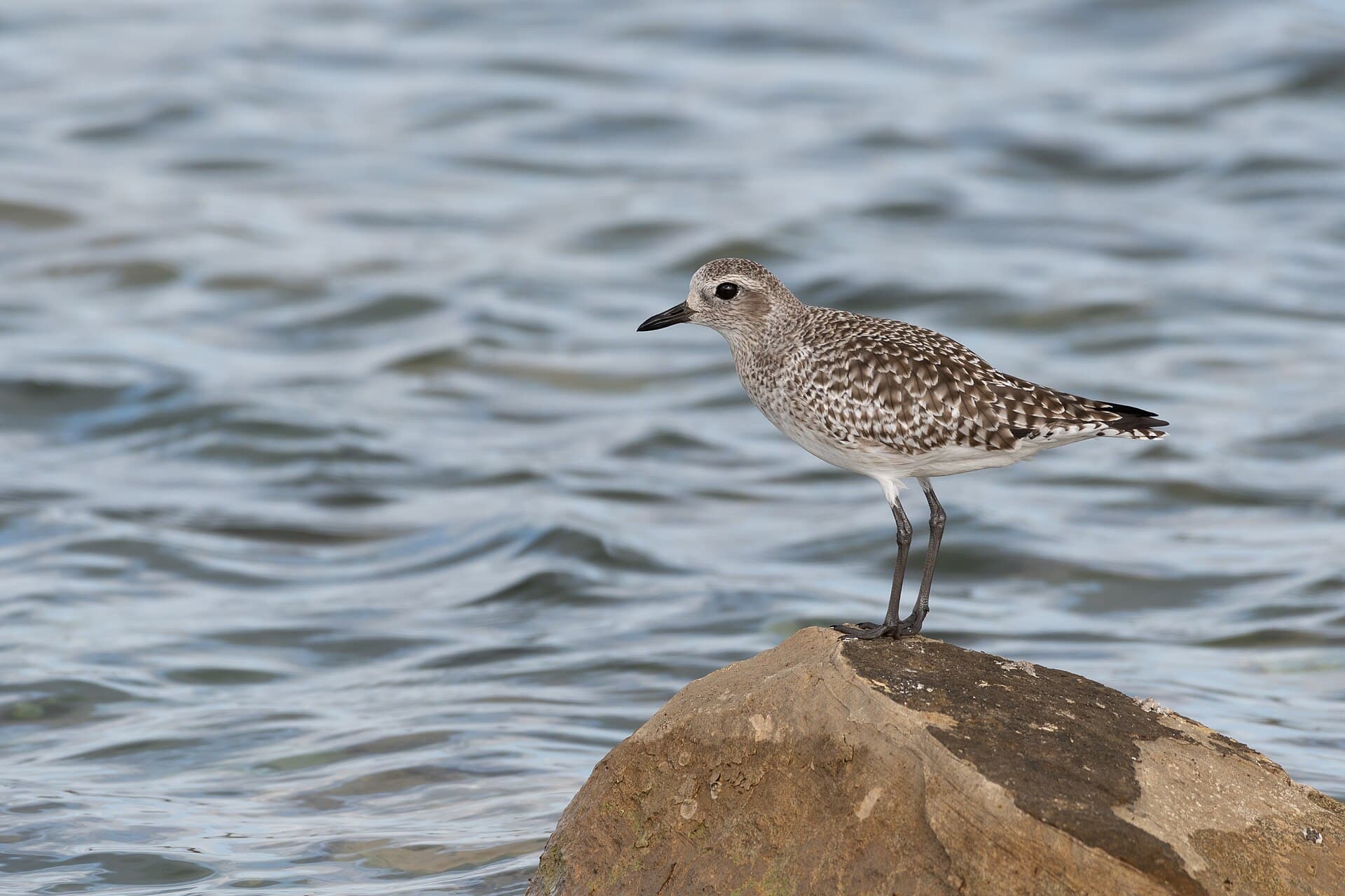 Zilverplevier (Pluvialis squatarola) - Pluvier argenté lac de Tunis011