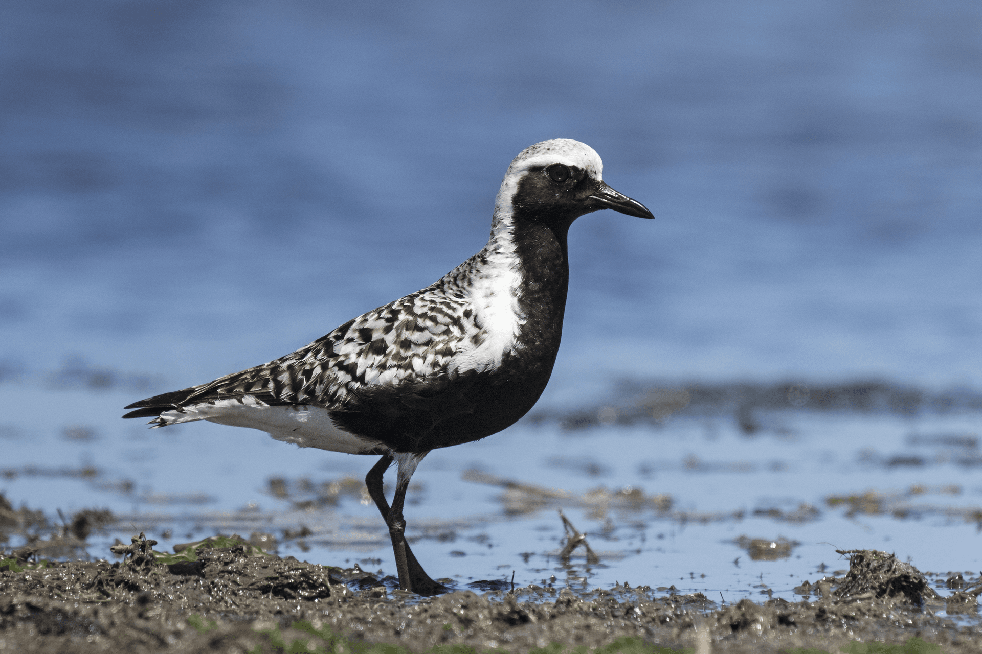 Zilverplevier (Pluvialis squatarola) - Breeding plumage Black-bellied plover (Pluvialis squatarola) Great Bay Wildlife Management Area, New Jersey, USA