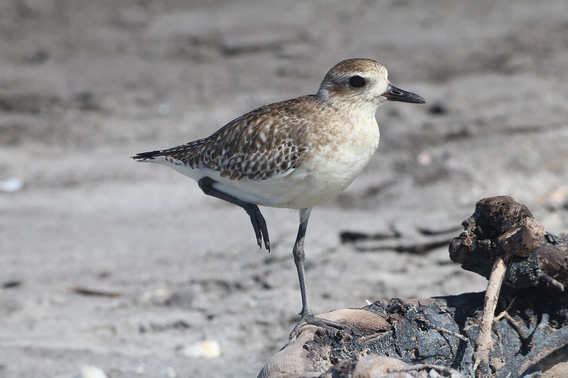 Zilverplevier (Pluvialis squatarola) - Pluvialis squatarola on one foot at Caspersen Beach