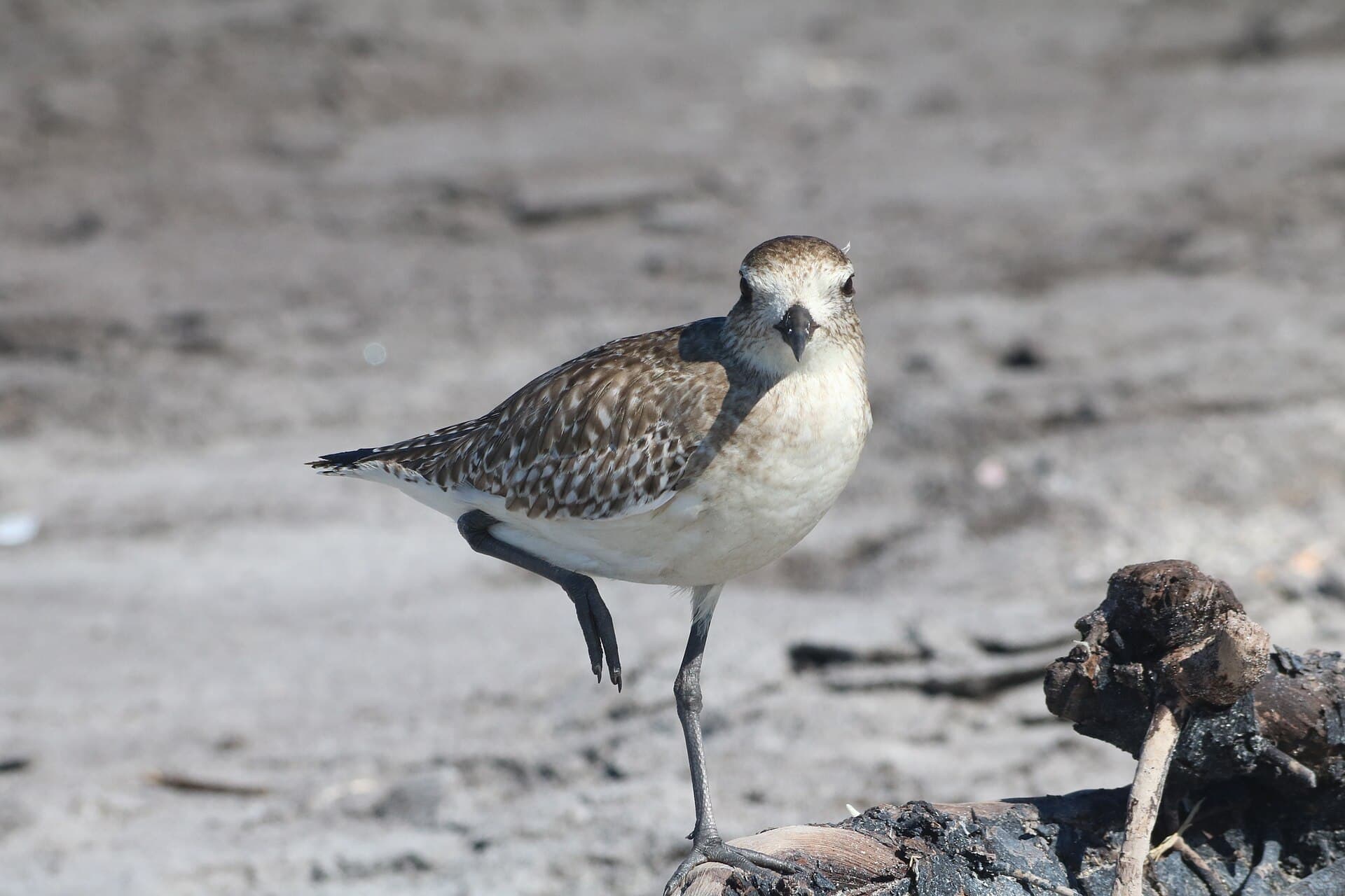 Zilverplevier (Pluvialis squatarola) - Pluvialis squatarola on one foot at Caspersen Beach 3