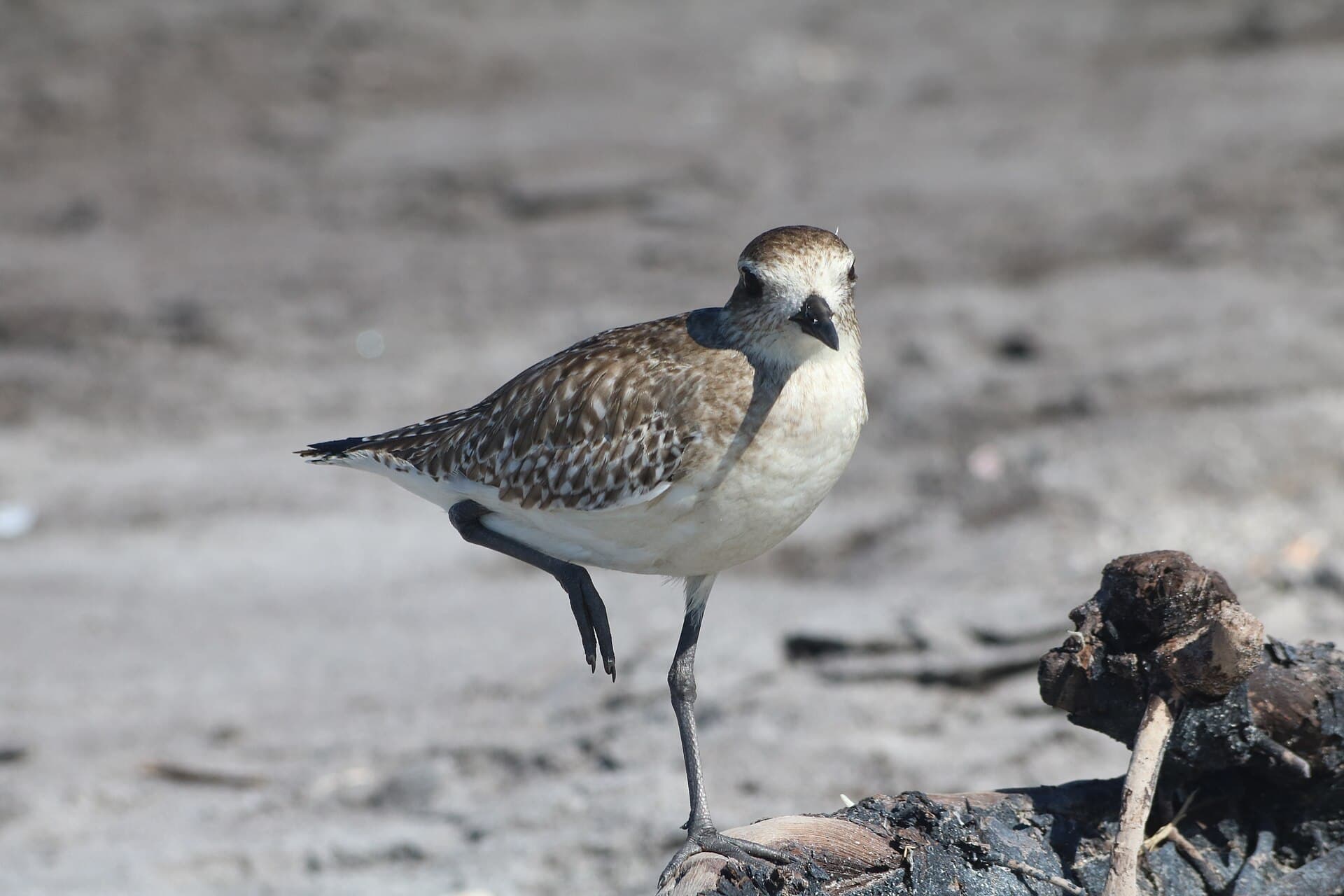 Zilverplevier (Pluvialis squatarola) - Pluvialis squatarola on one foot at Caspersen Beach 2