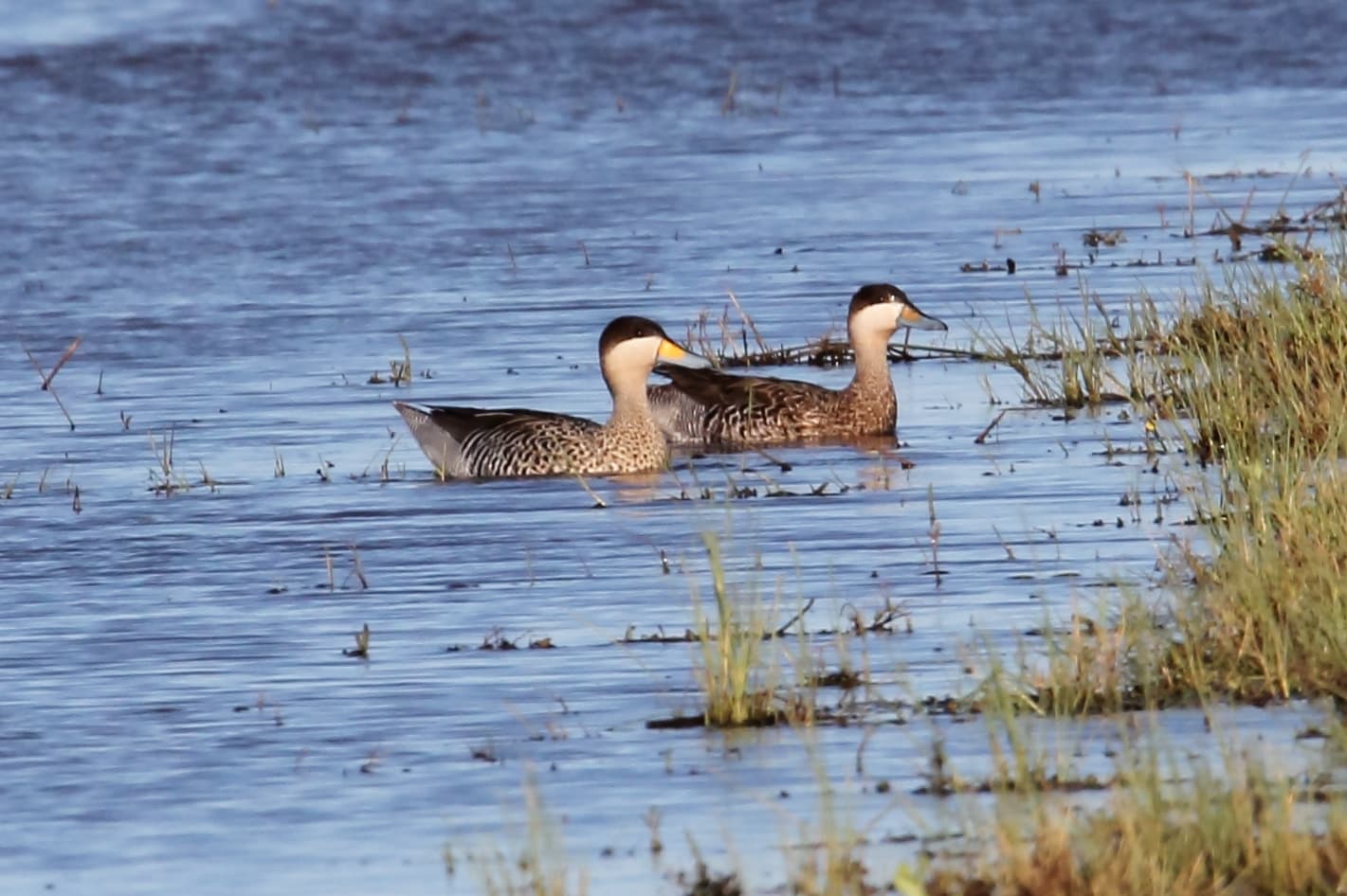 Zilvertaling (Spatula versicolor) - Silver Teal (Anas versicolor) (15929956976)
