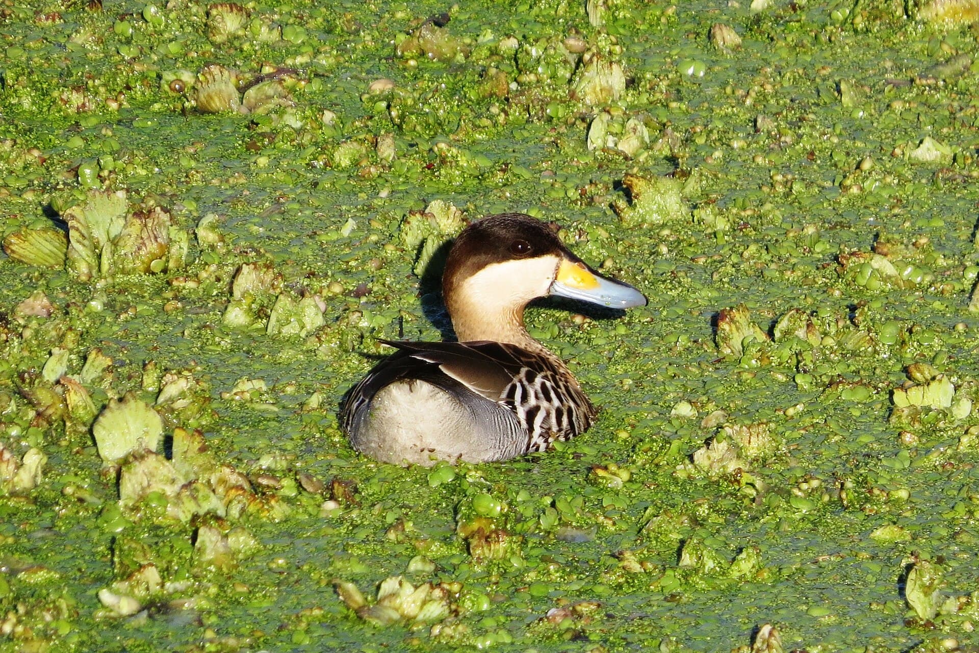 Zilvertaling (Spatula versicolor) - Patocapuchinoanasversicolor