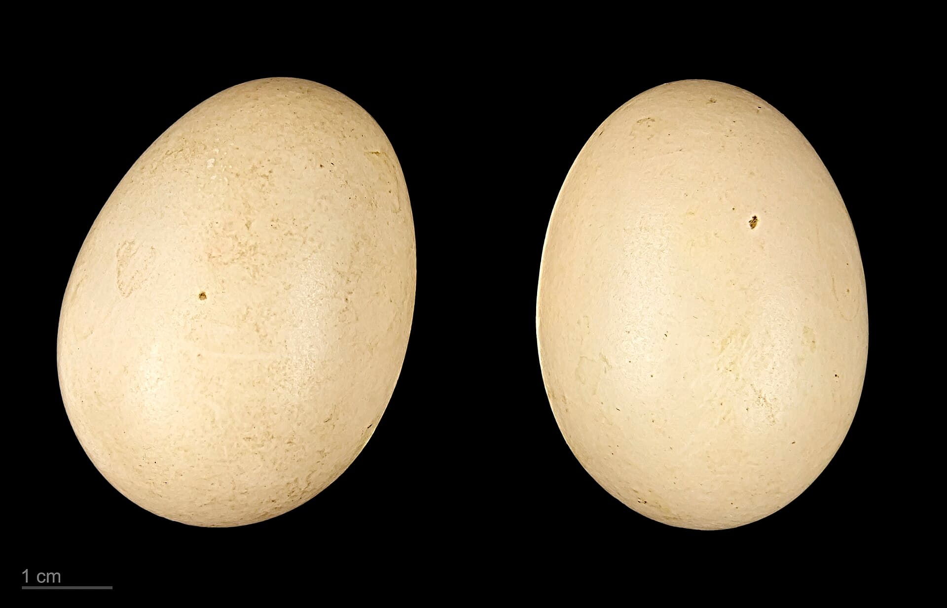 Zilvertaling (Spatula versicolor) - Anas versicolor MHNT.ZOO.2010.11.32.4