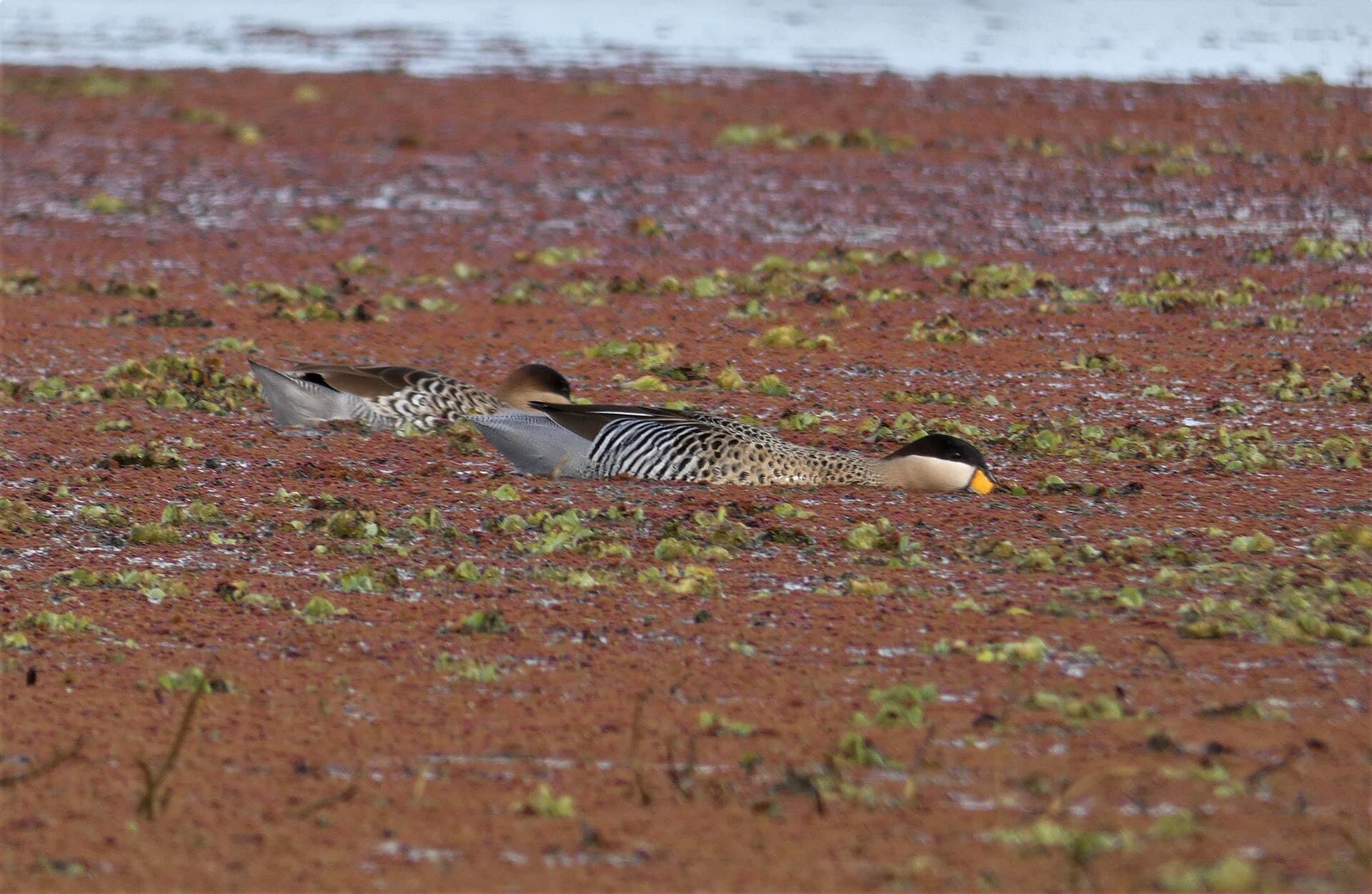 Zilvertaling (Spatula versicolor) - Patos capuchinos (Anas versicolor) en Uruguay, 2022