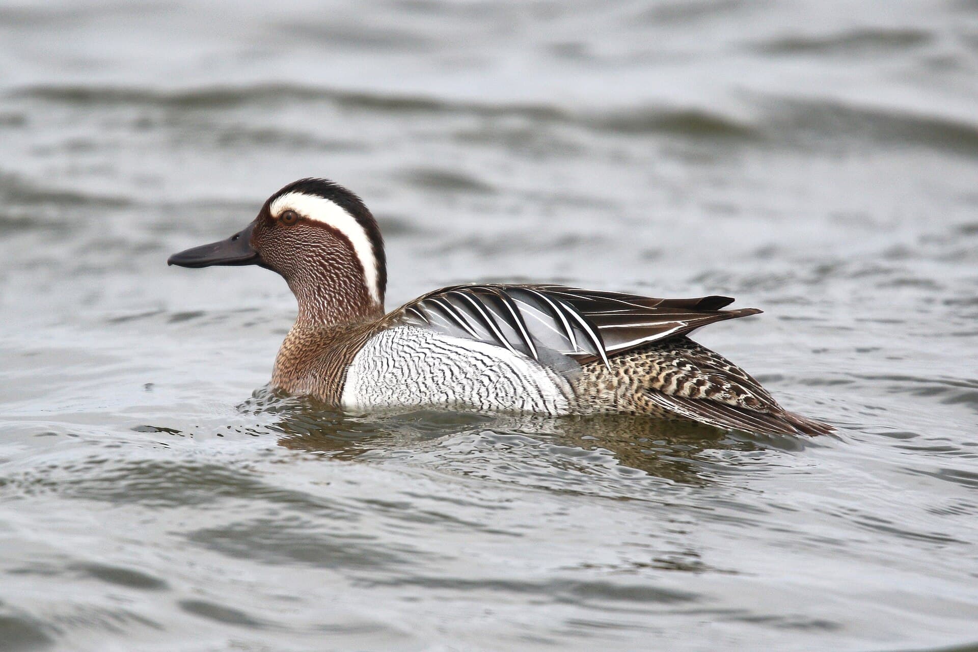 Zomertaling (Spatula querquedula) - Garganey, Israel