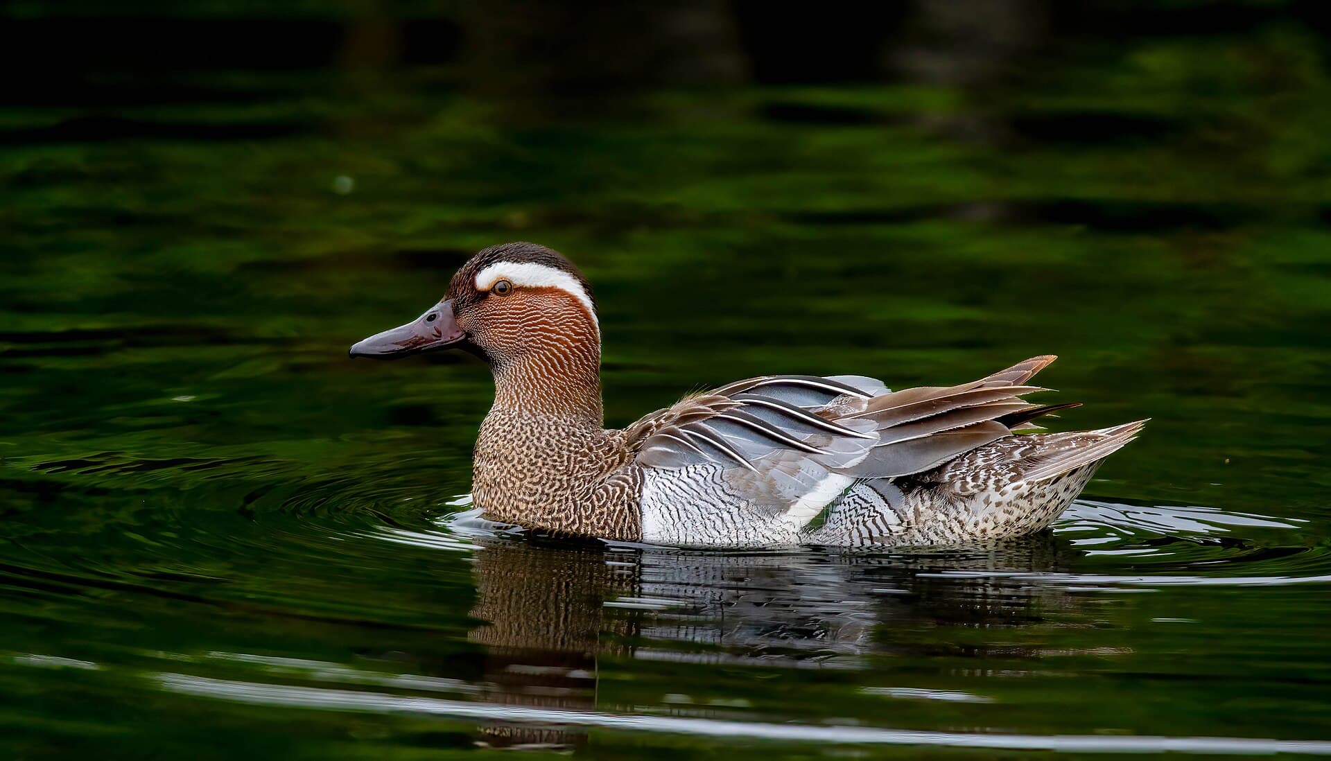 Zomertaling (Spatula querquedula) - Garganey ( Anas querquedula ) Drake ... South Yorkshire (53695451967)