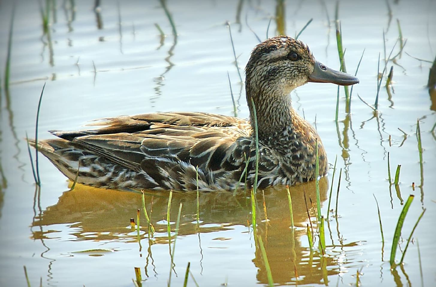 Zomertaling (Spatula querquedula) - Anas querquedula, Llobregat Delta, Barcelona 6