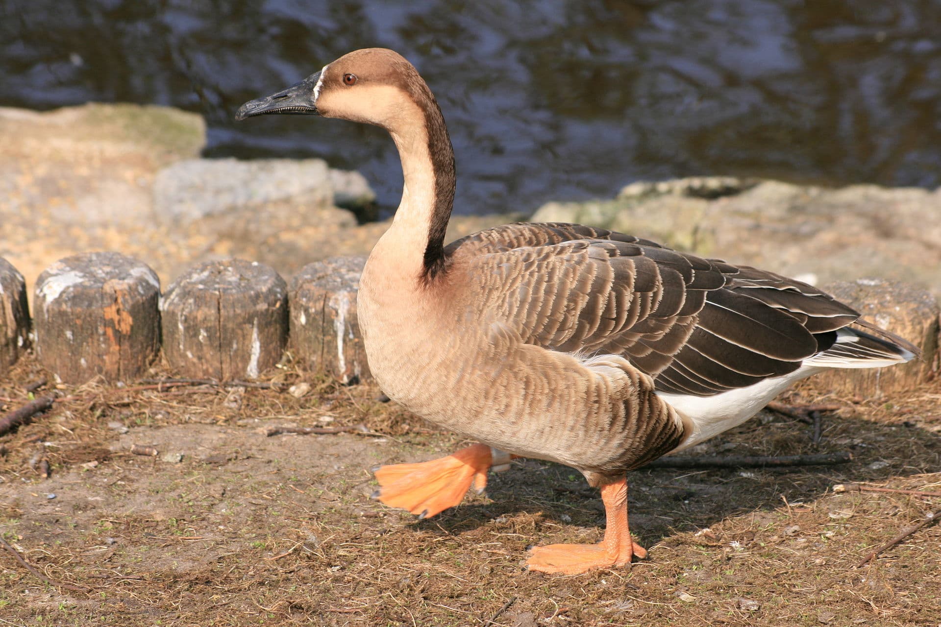Zwaangans (Anser cygnoides) - Schwanengans Berlin