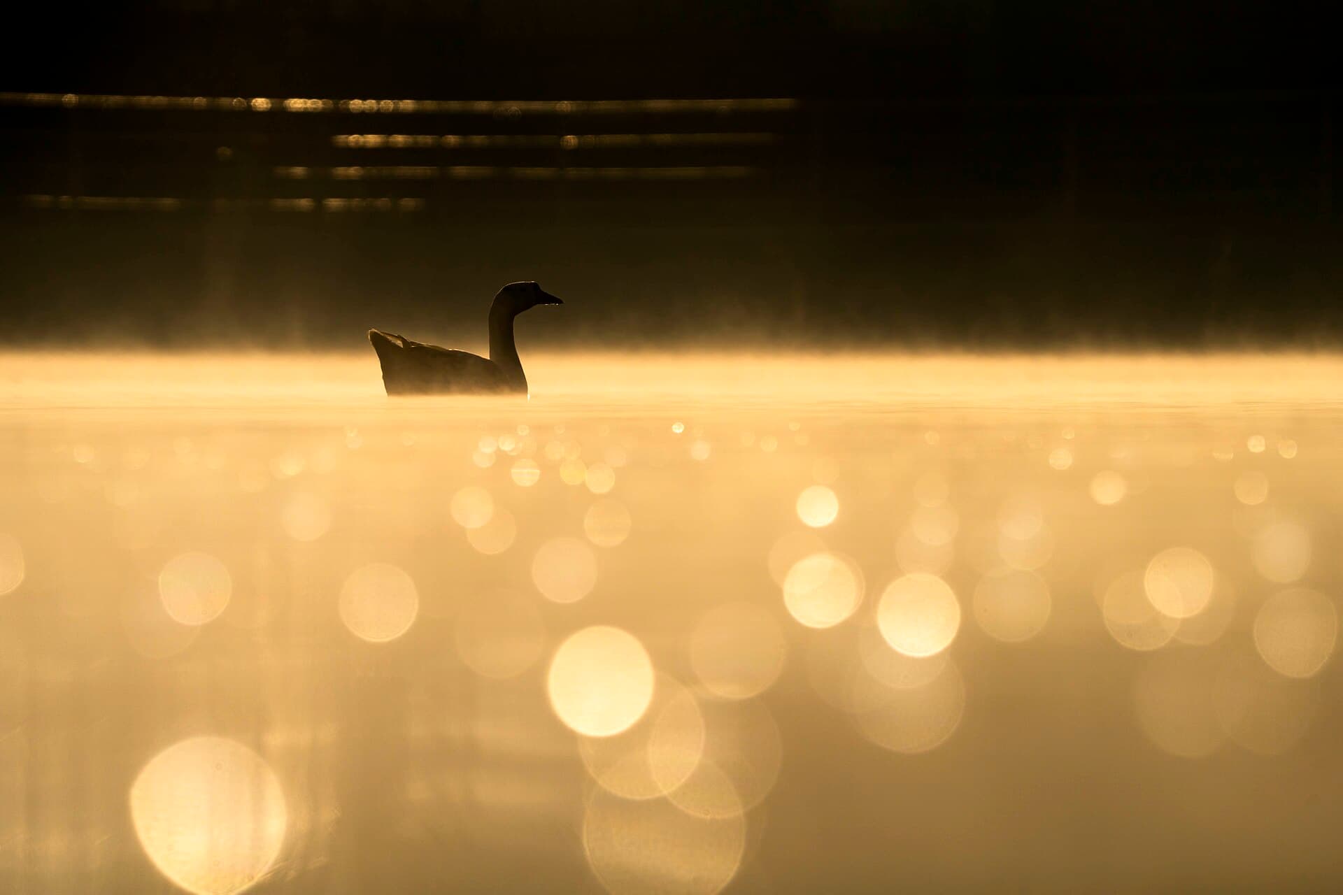 Zwaangans (Anser cygnoides) - Light is the artists palette