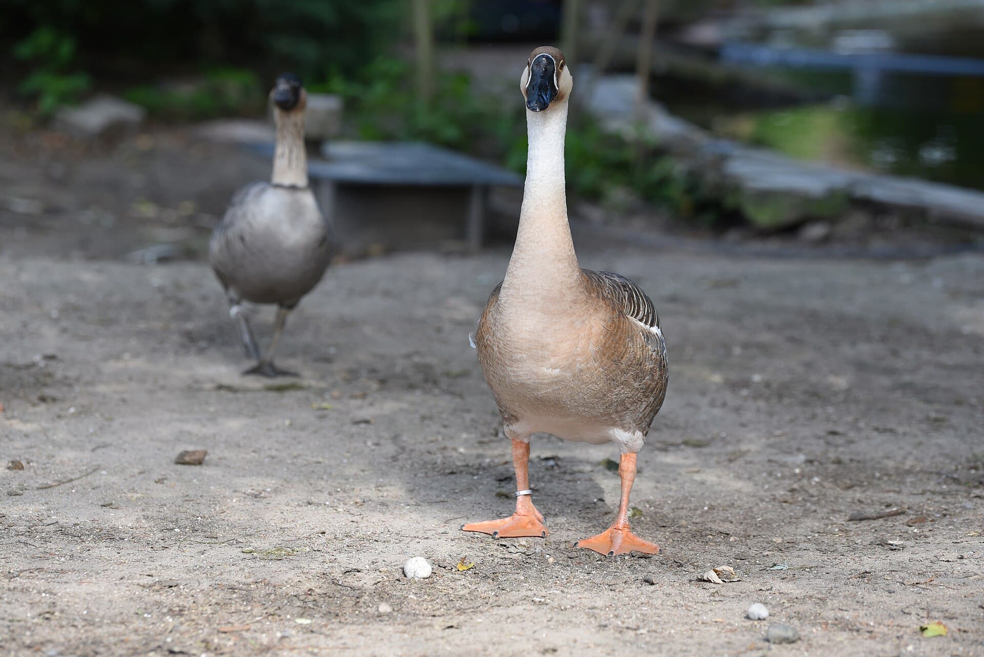 Zwaangans (Anser cygnoides) - Tierpark Walldorf Schwanengans 2