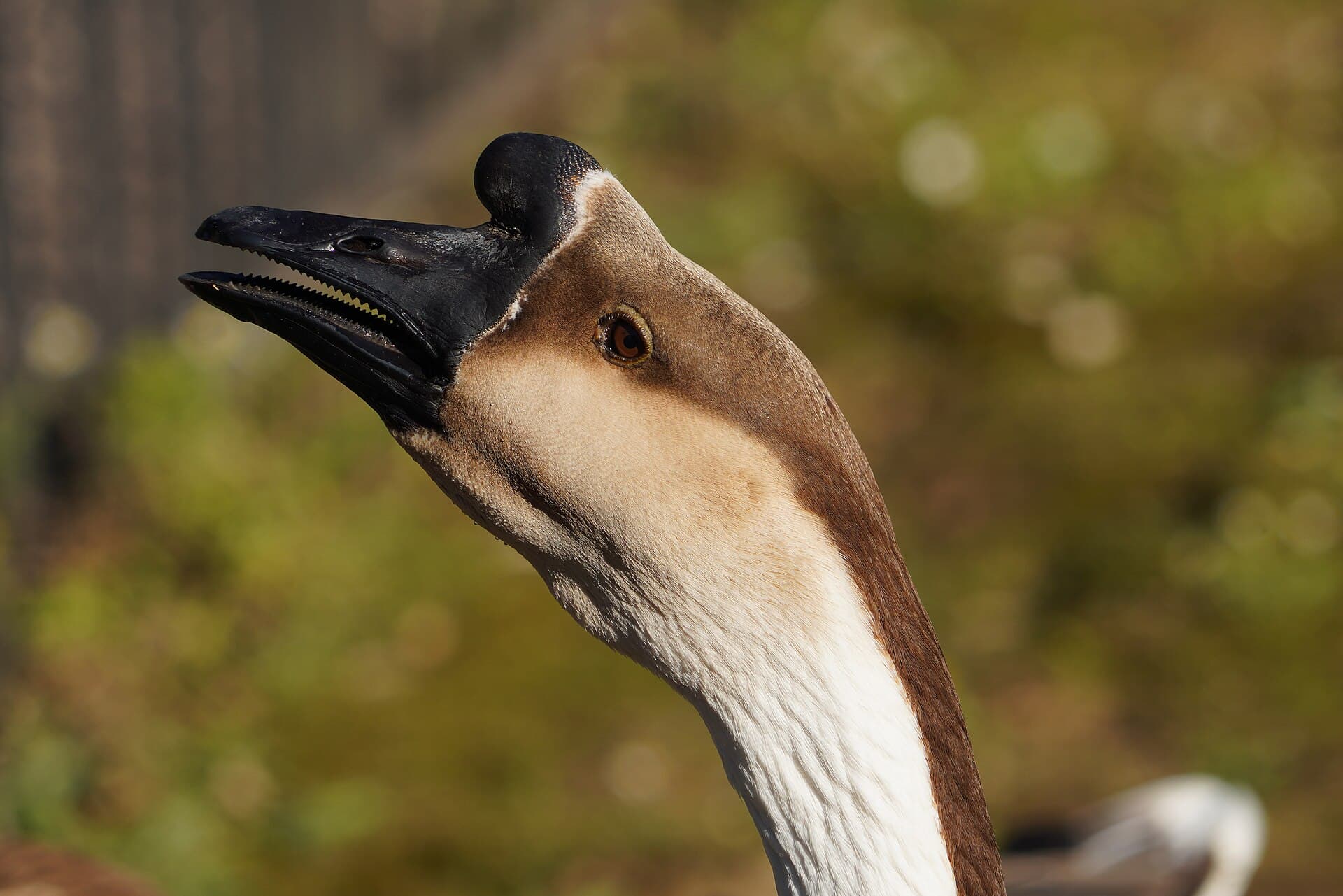 Zwaangans (Anser cygnoides) - Head of Chinese goose in Locarno 2