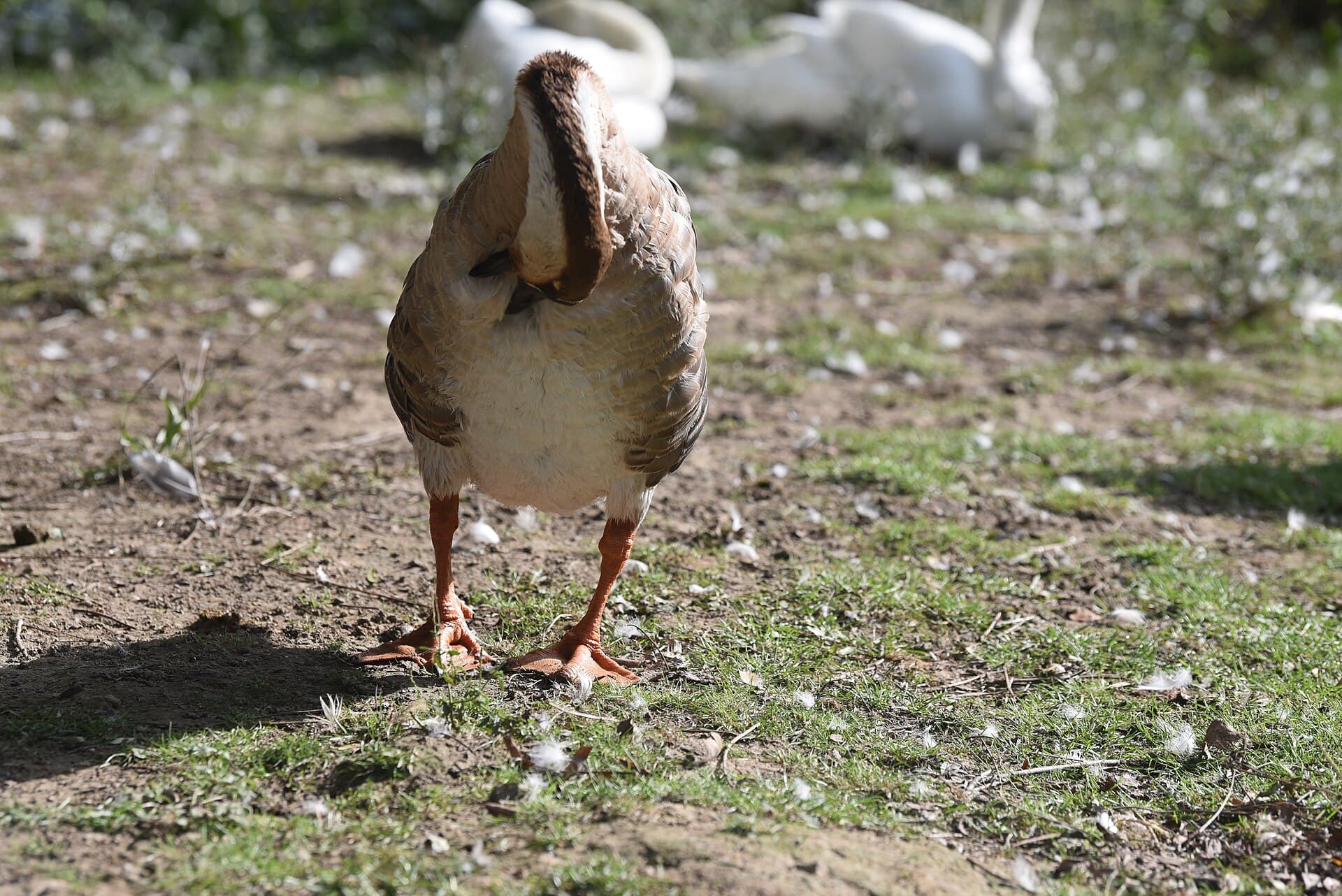Zwaangans (Anser cygnoides) - Tierpark Schwarzach Schwanengans 1