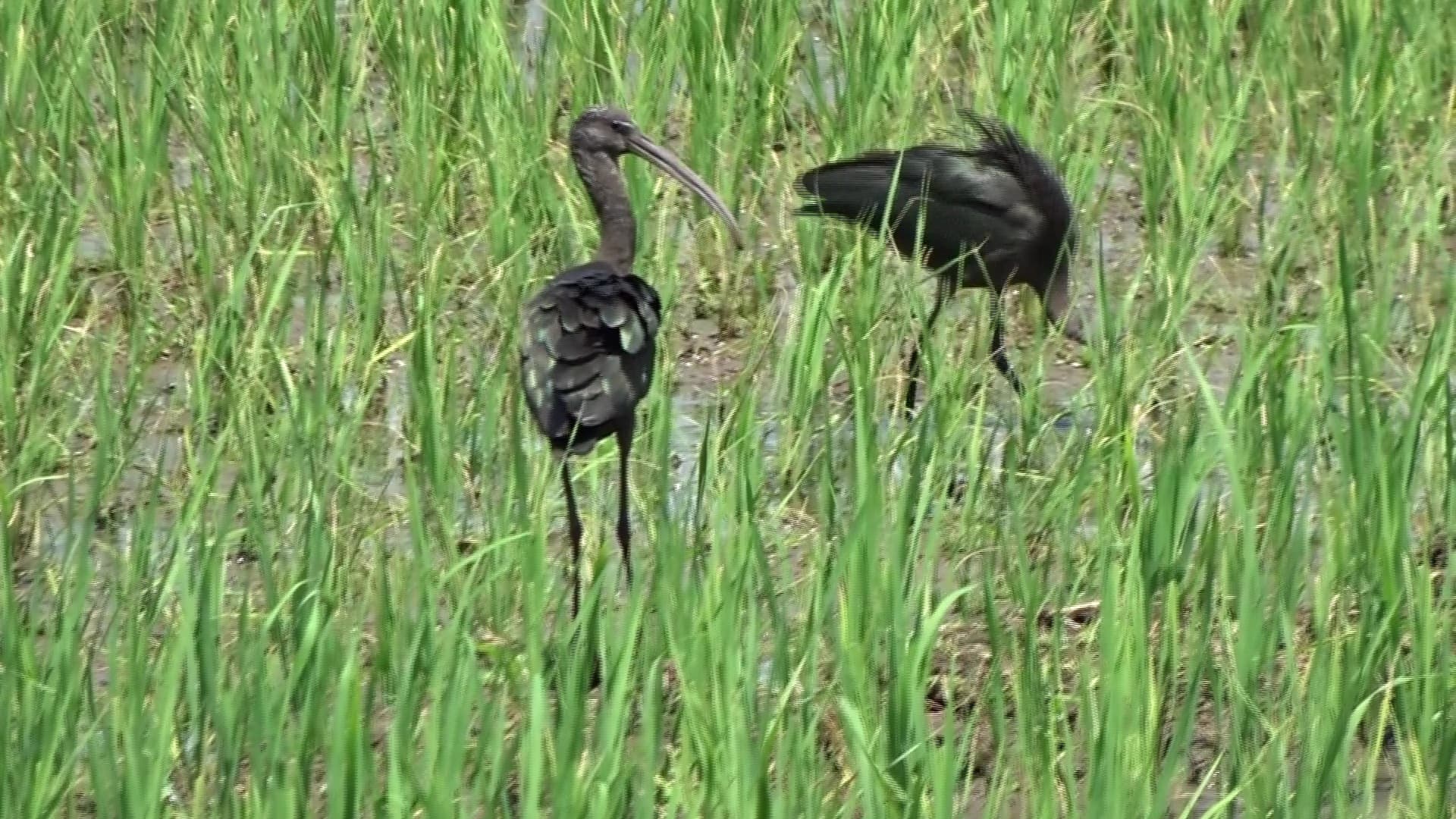 Zwarte Ibis (Plegadis falcinellus) - Glossy Ibis in Tamil Nadu