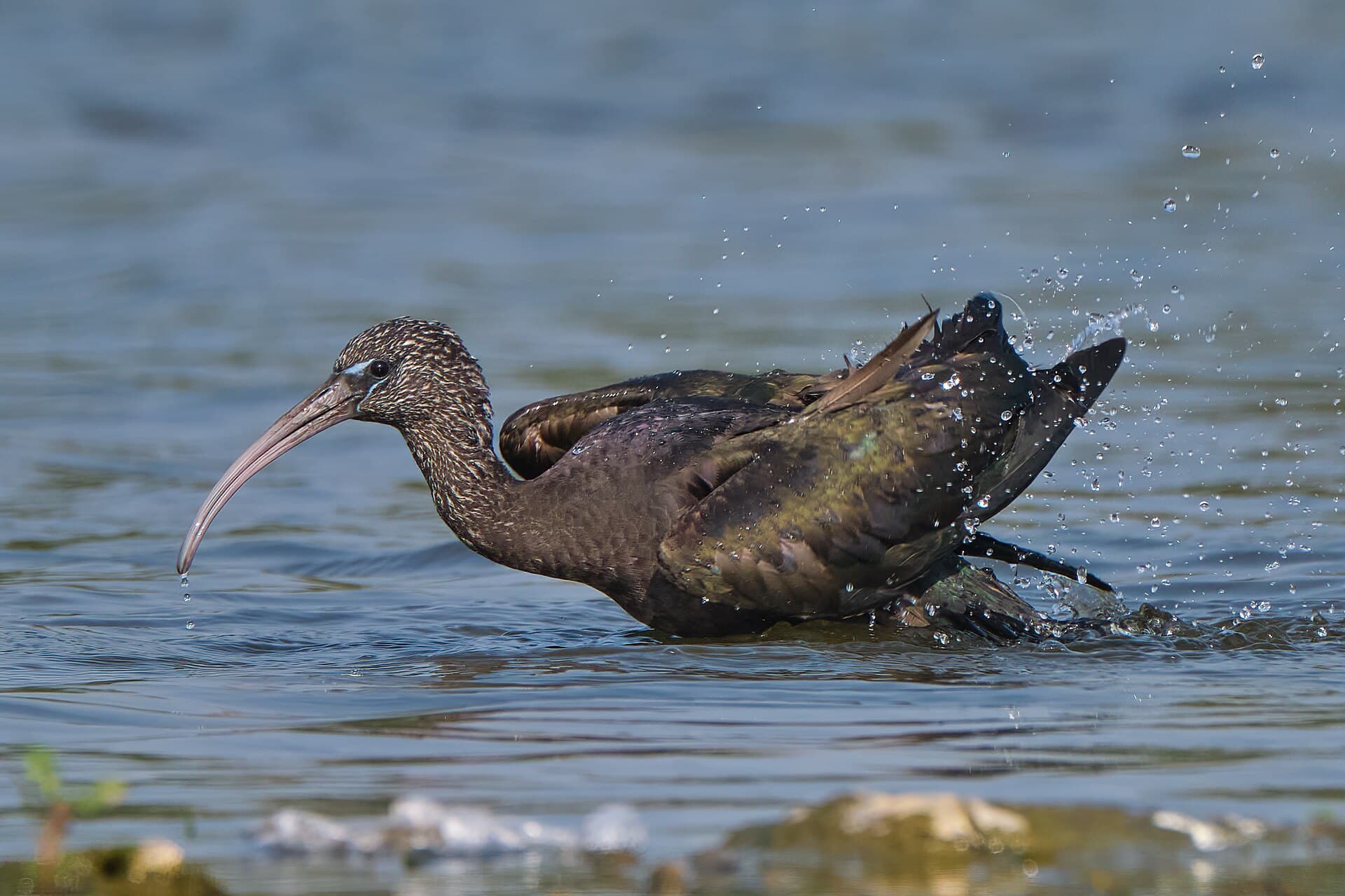 Zwarte Ibis (Plegadis falcinellus) - Glossy Ibis - Shower time