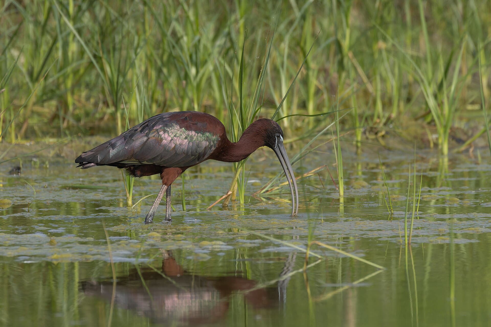 Zwarte Ibis (Plegadis falcinellus) - Glossy Ibis by Tisha Mukherjee 25