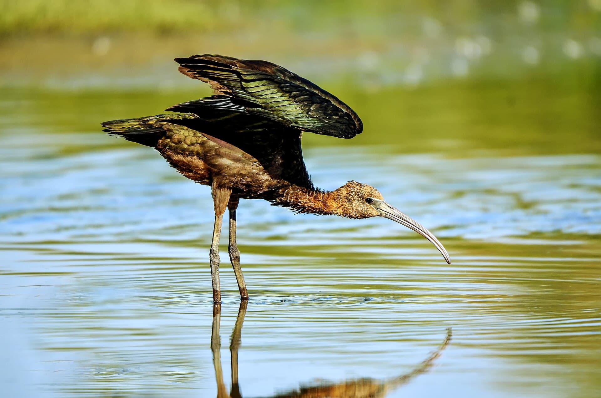 Zwarte Ibis (Plegadis falcinellus) - Plegadis falcinellus2