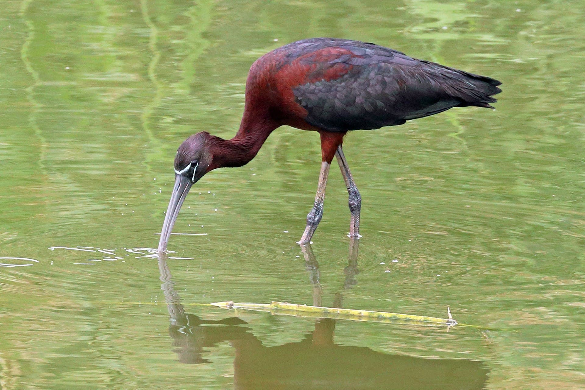 Zwarte Ibis (Plegadis falcinellus) - Glossy ibis (Plegadis falcinellus)