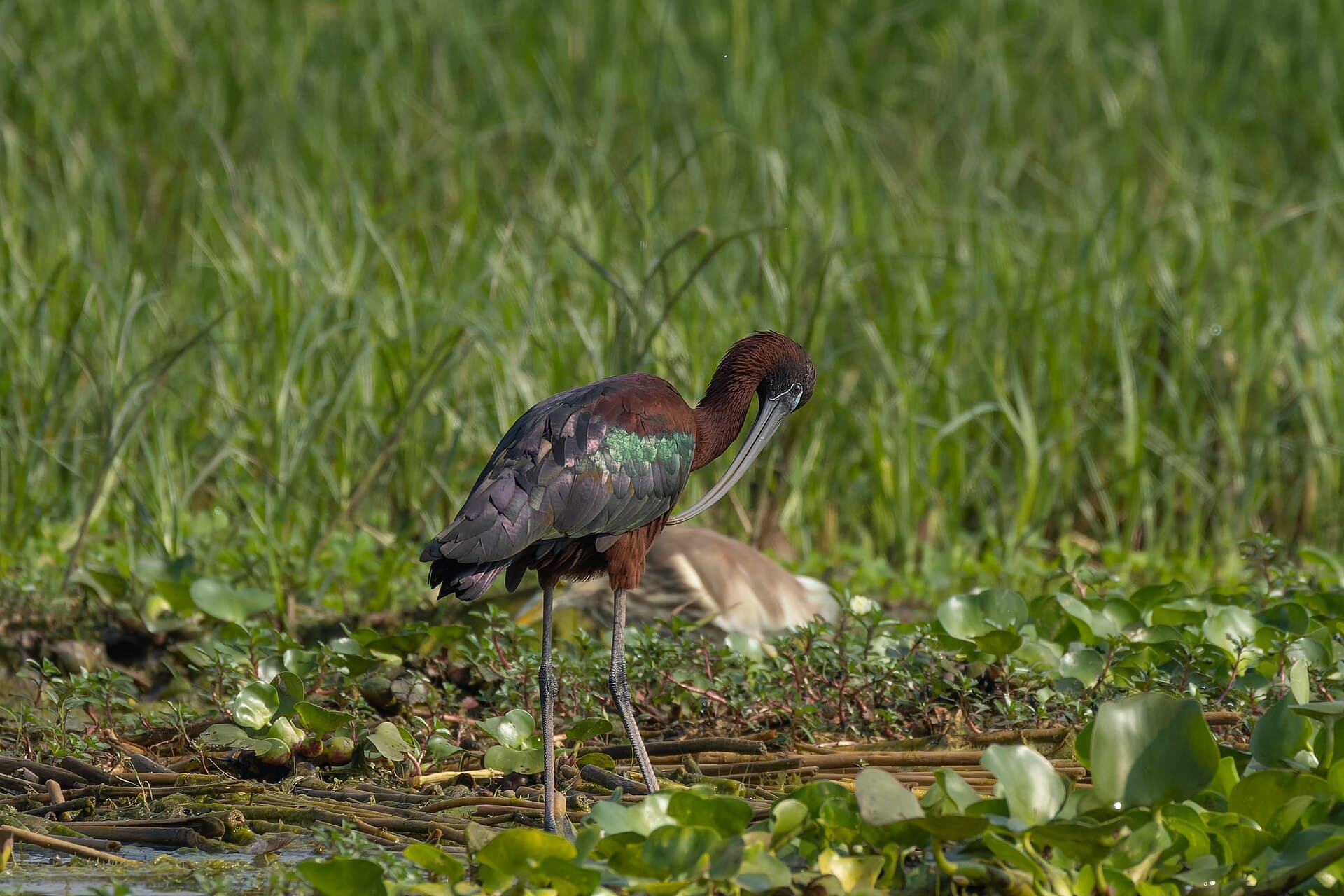 Zwarte Ibis (Plegadis falcinellus) - Glossy Ibis by Tisha Mukherjee 28