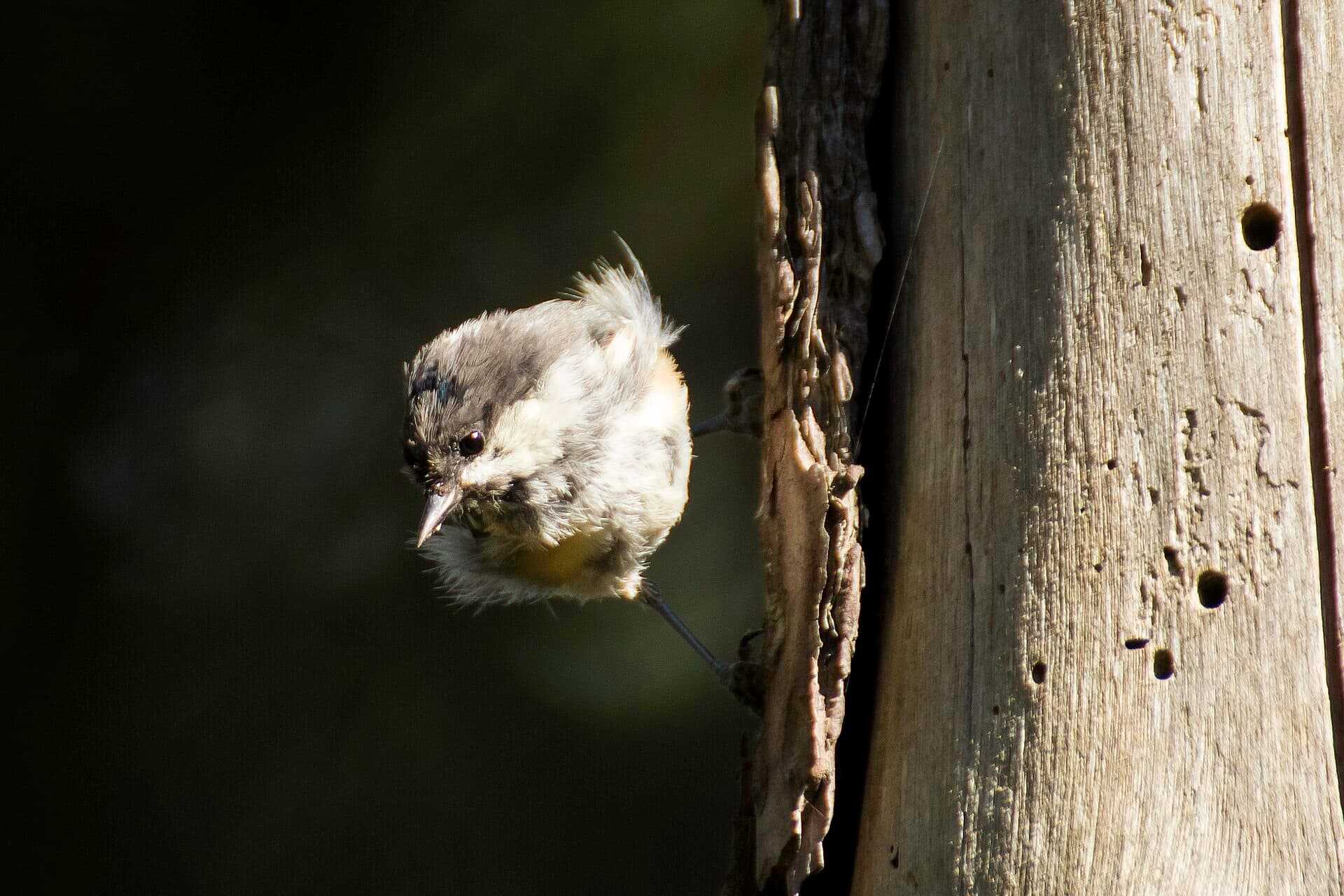 Zwarte Mees (Periparus ater) - Ferreiriño negro 02