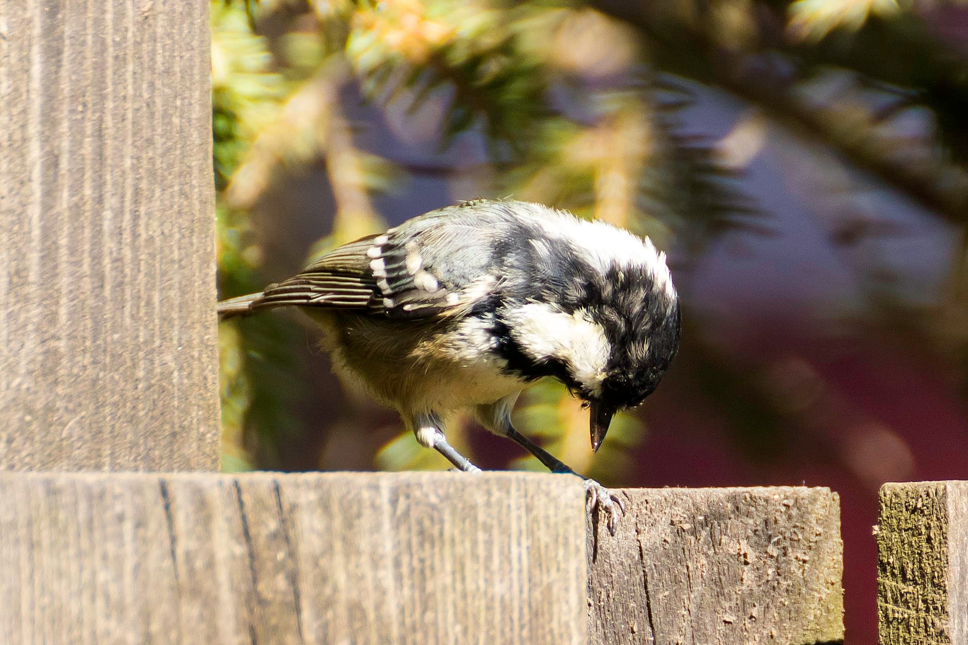 Zwarte Mees (Periparus ater) - Ferreiriño negro 03