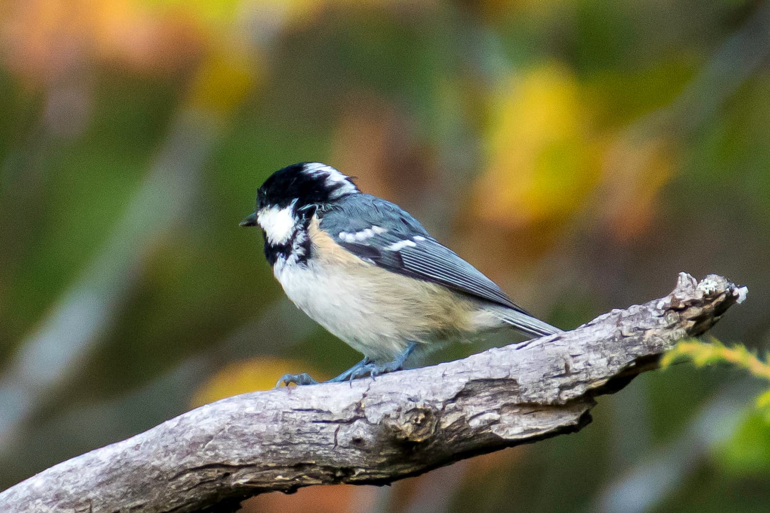 Zwarte Mees (Periparus ater) - Ferreiriño negro 04