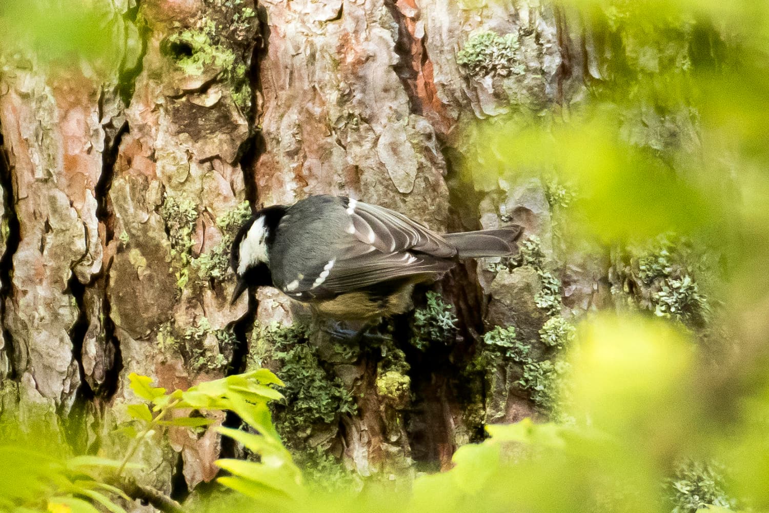 Zwarte Mees (Periparus ater) - Ferreiriño negro 05