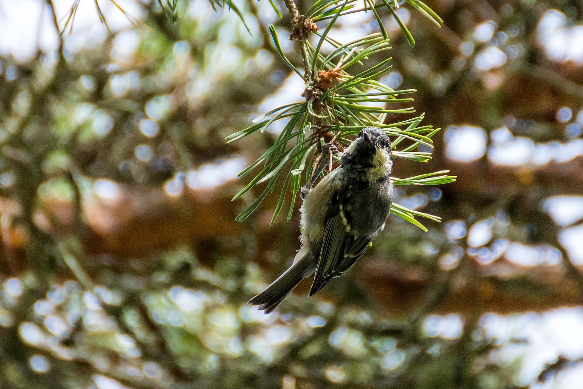 Zwarte Mees (Periparus ater) - Ferreiriño negro en Östergarnberget