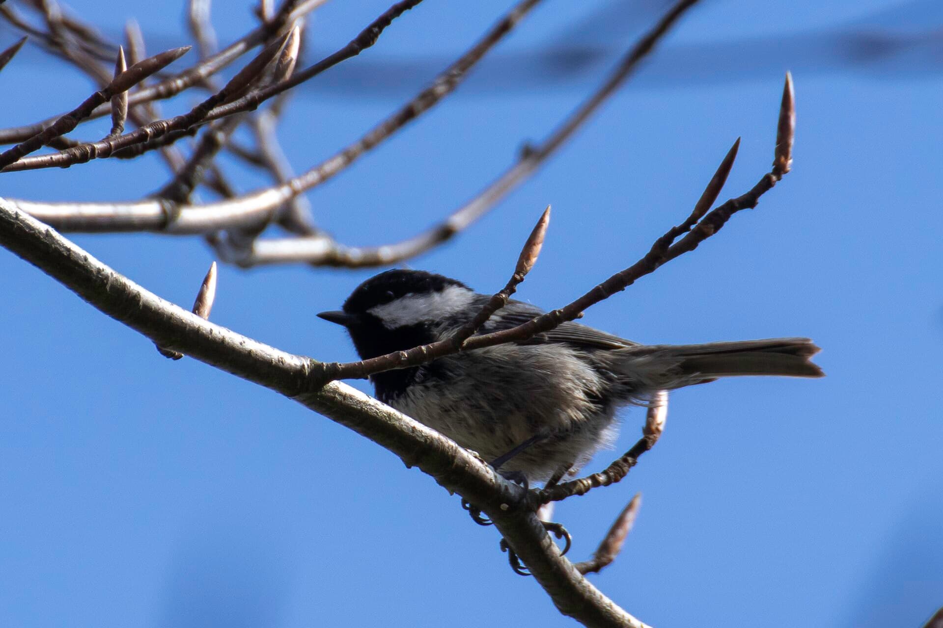 Zwarte Mees (Periparus ater) - Ferreiriño negro