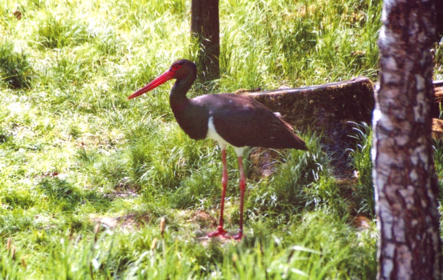 Zwarte Ooievaar (Ciconia nigra) - Ciconia nigra