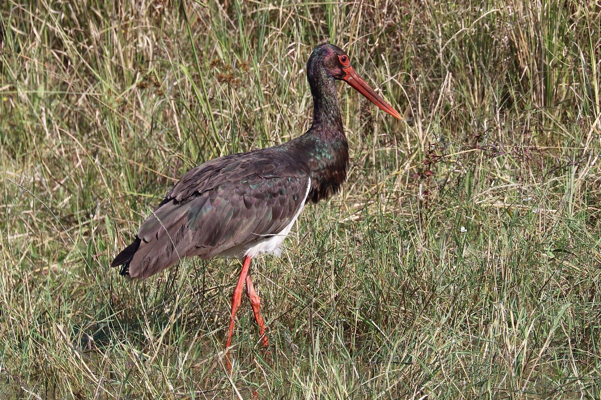 Zwarte Ooievaar (Ciconia nigra) - Black stork (Ciconia nigra) India