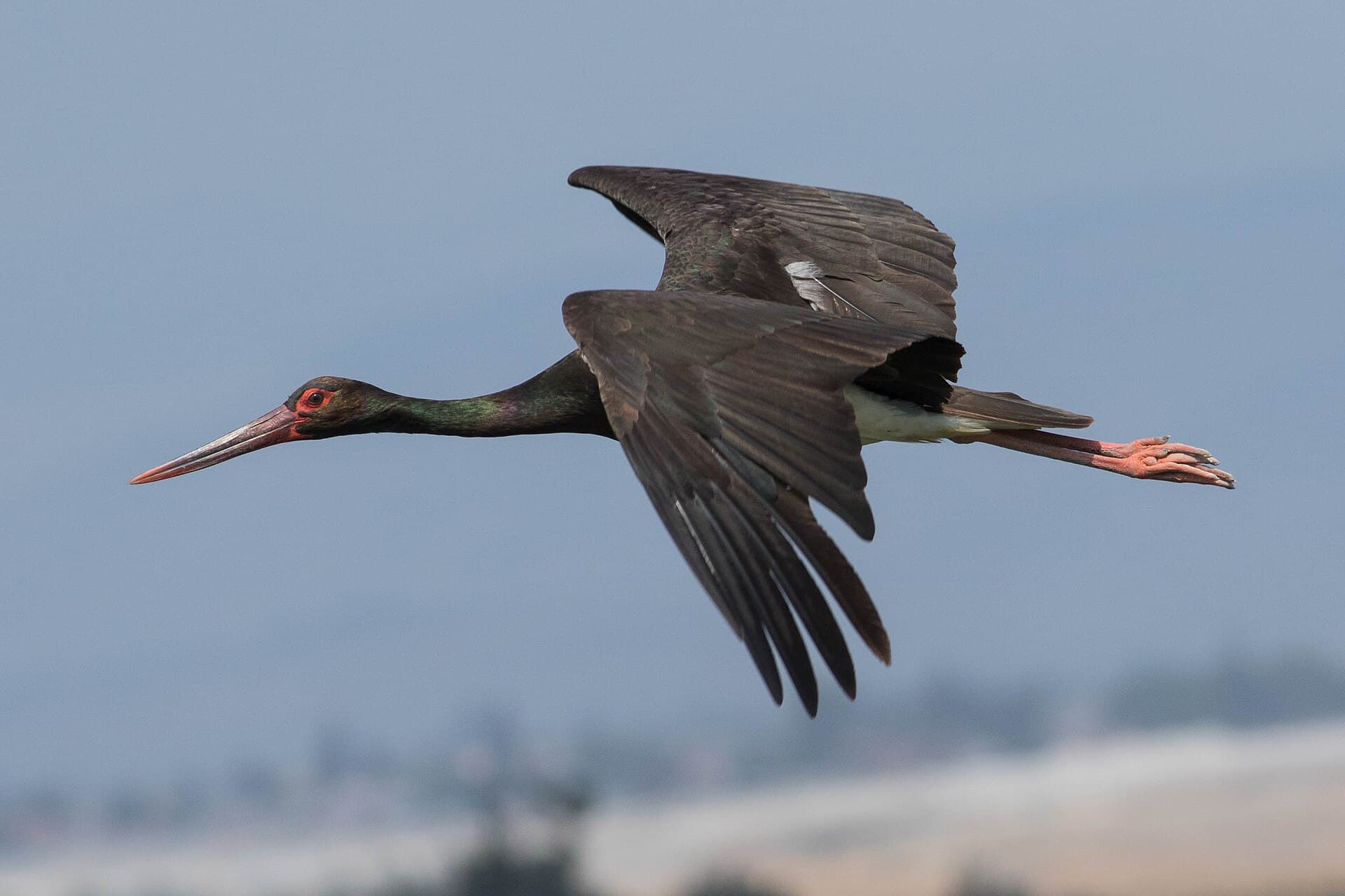 Zwarte Ooievaar (Ciconia nigra) - Black stork (Ciconia nigra)