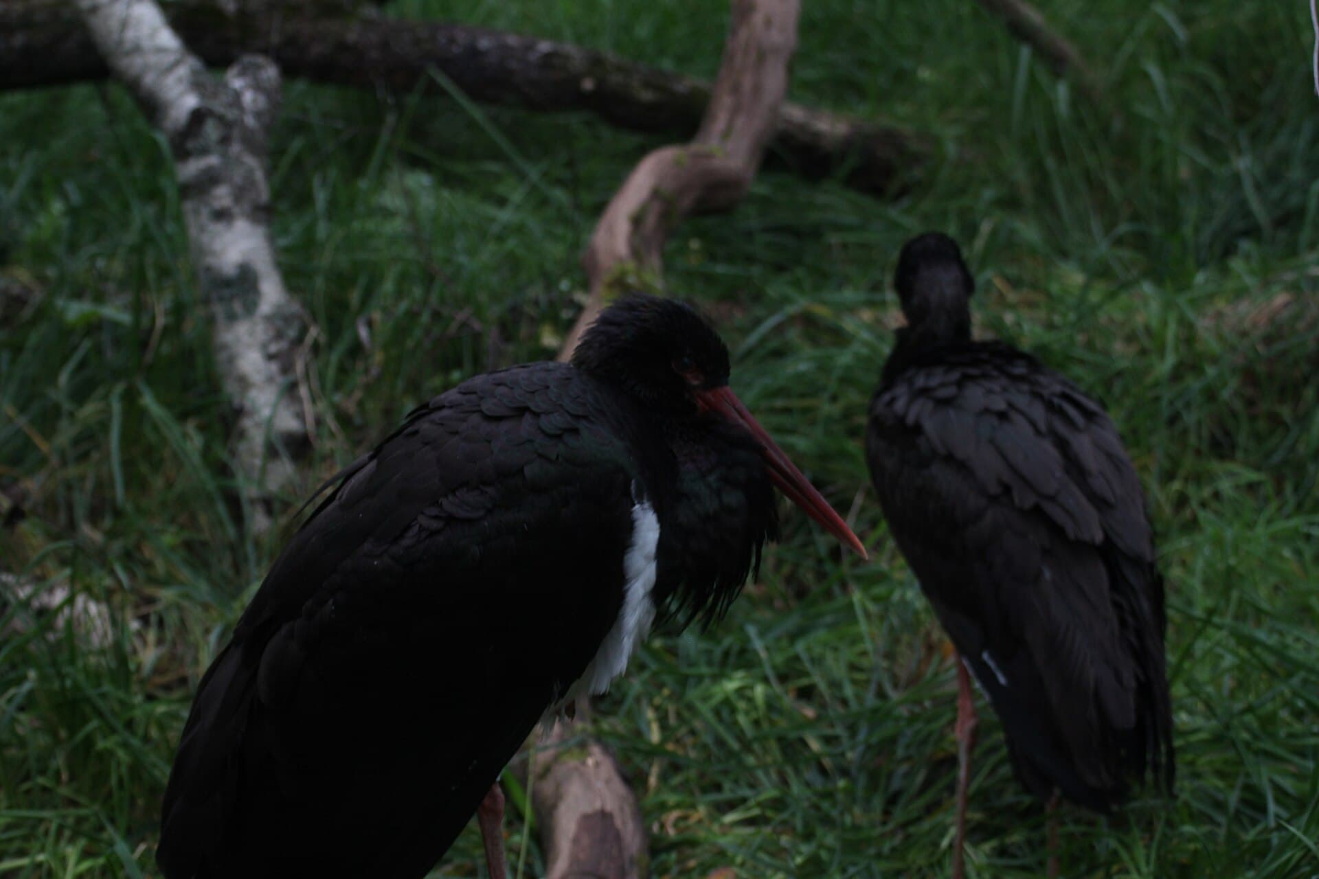 Zwarte Ooievaar (Ciconia nigra) - Black stork at Tallinn zoo 2