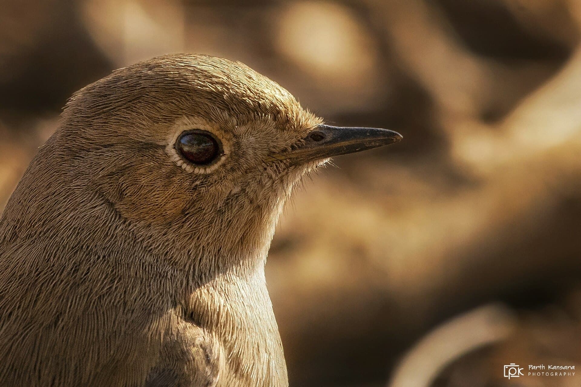 Zwarte Roodstaart (Phoenicurus ochruros) - Phoenicurus ochruros 157951051