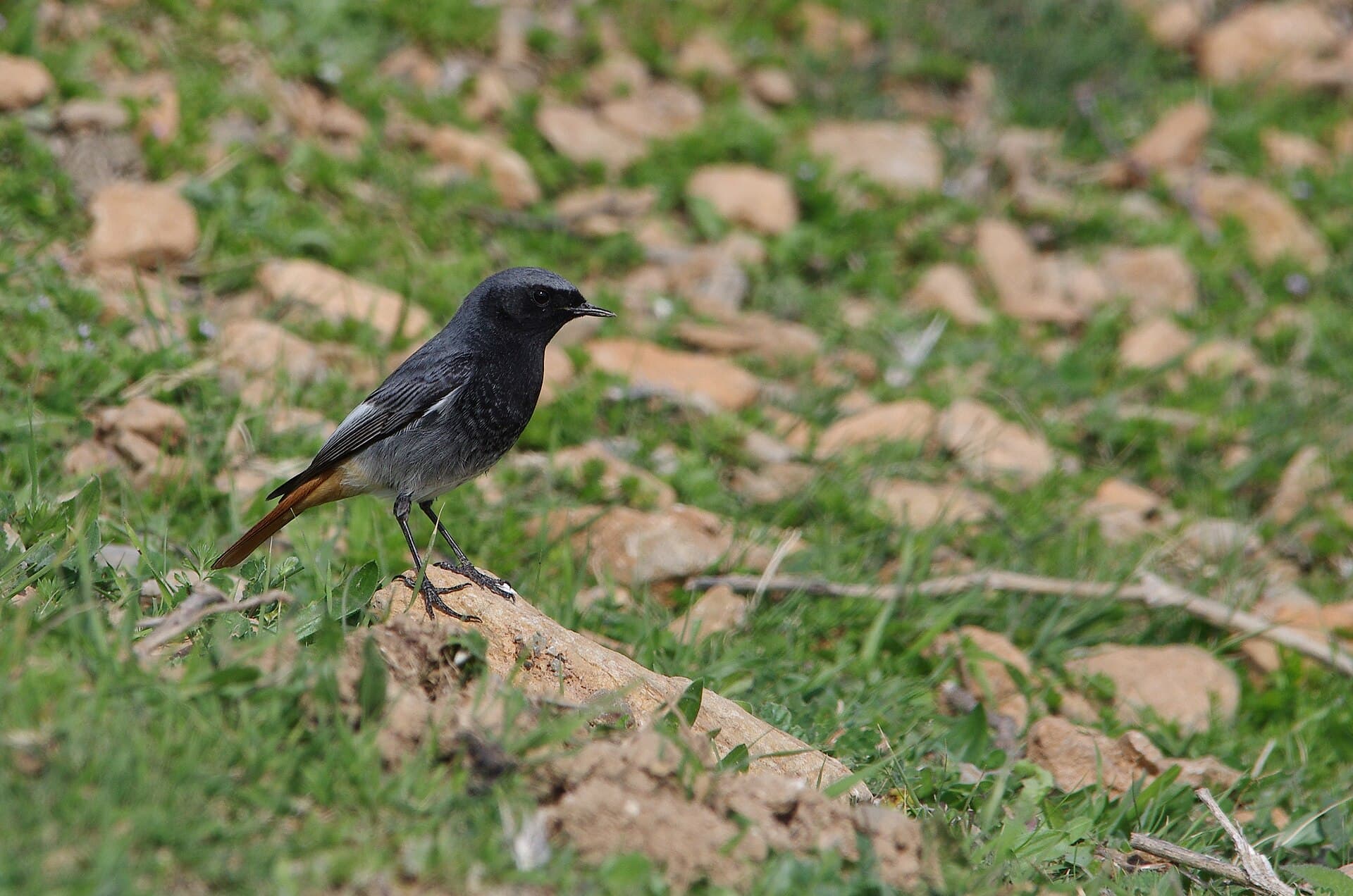 Zwarte Roodstaart (Phoenicurus ochruros) - Rougequeue noir053 Ichkeul