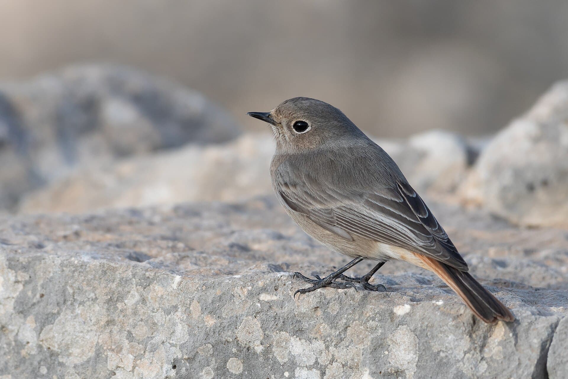Zwarte Roodstaart (Phoenicurus ochruros) - Rougequeue noir Douga006
