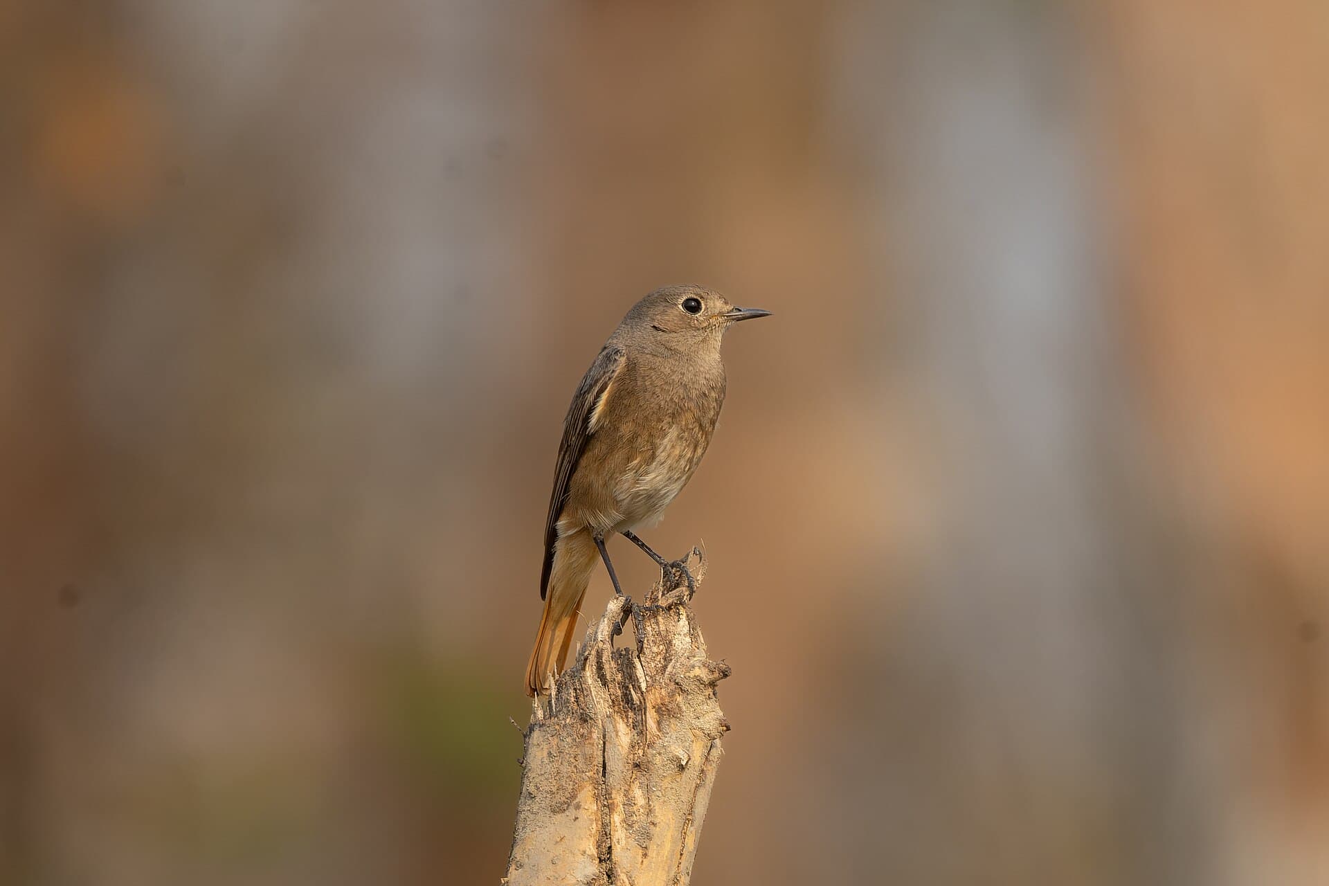 Zwarte Roodstaart (Phoenicurus ochruros) - Black Redstart in Kaziranga National Park March 2025 by Tisha Mukherjee 01