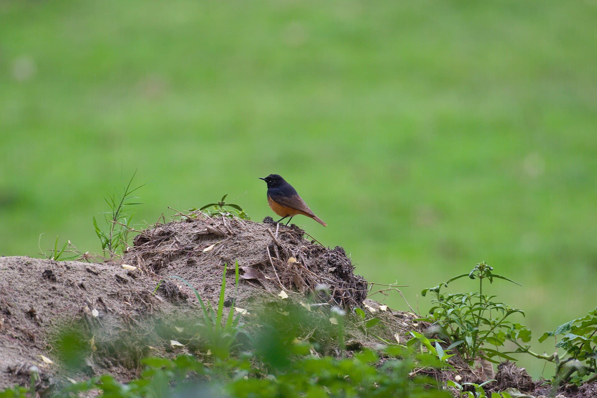 Zwarte Roodstaart (Phoenicurus ochruros) - Black redstart at Kaziranga national park (March,2022) 07