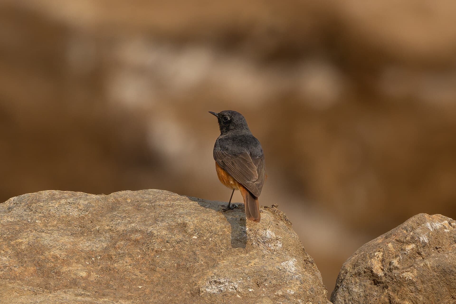 Zwarte Roodstaart (Phoenicurus ochruros) - Black Redstart in Tabakoshi April 2025 by Tisha Mukherjee 02